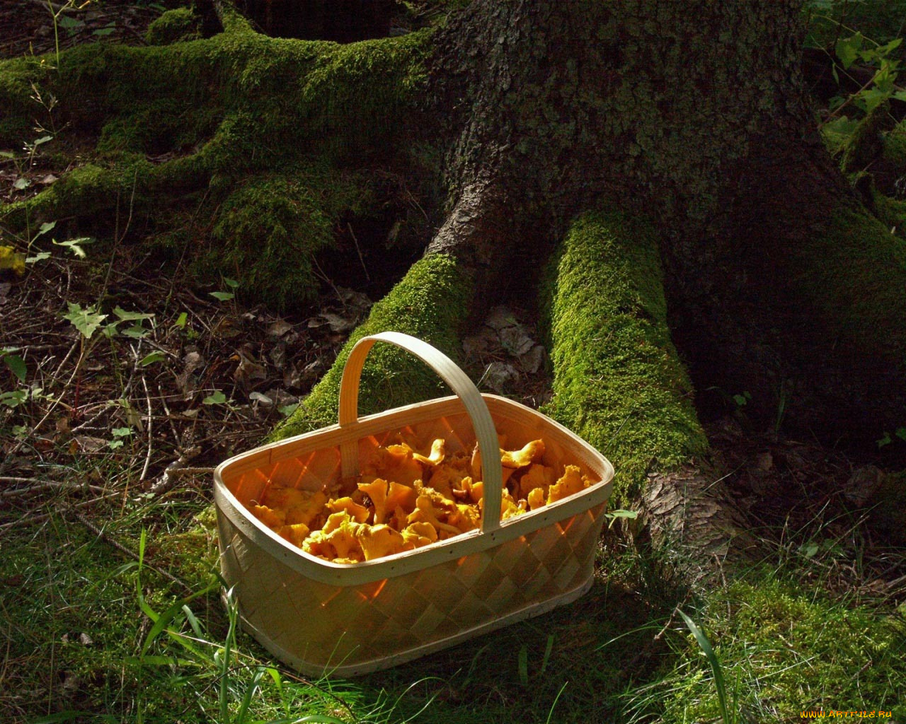 еда, грибы, грибные, блюда