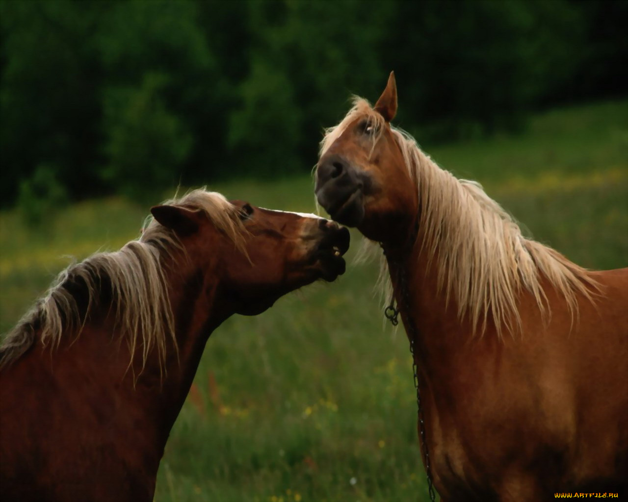животные, лошади