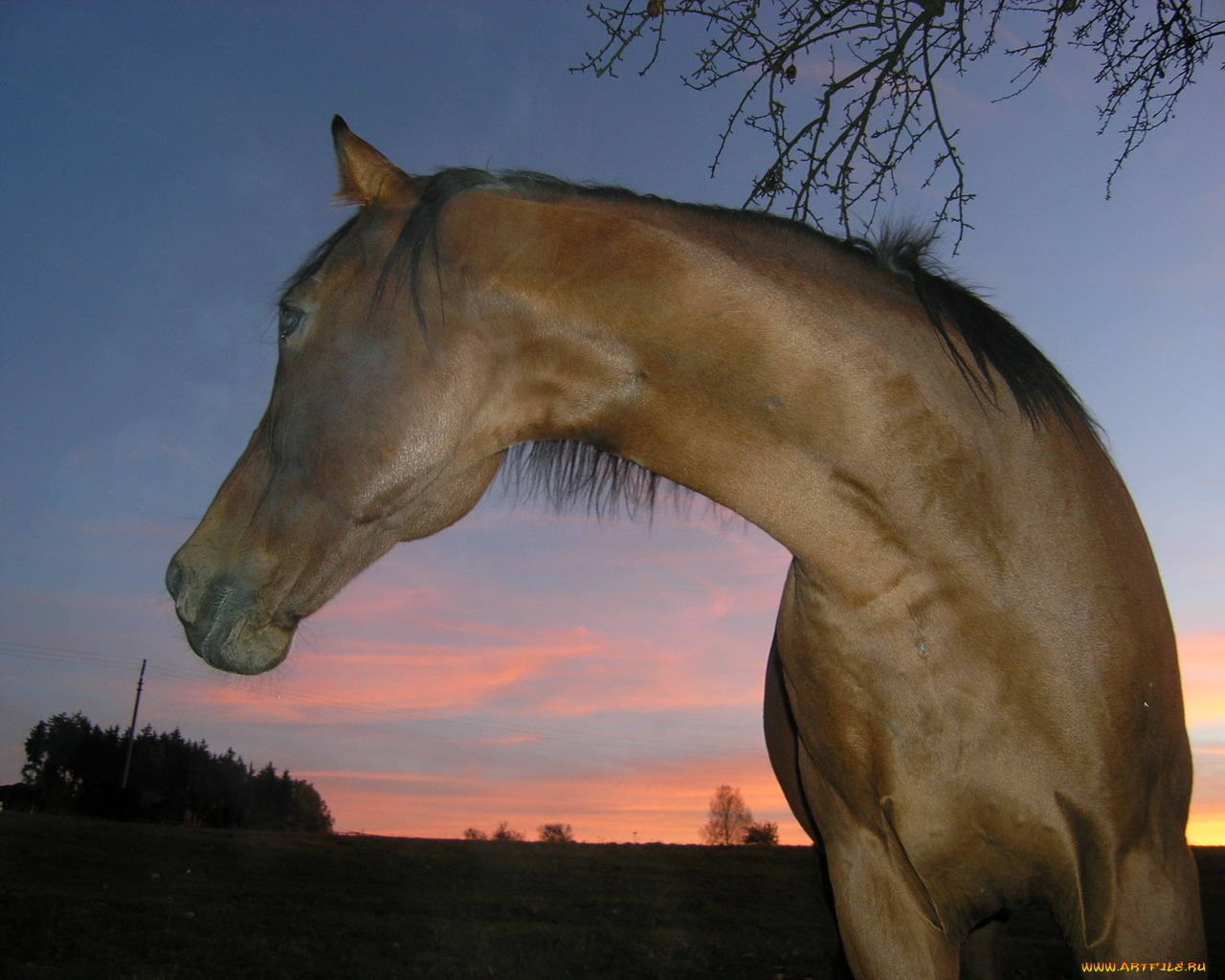 животные, лошади