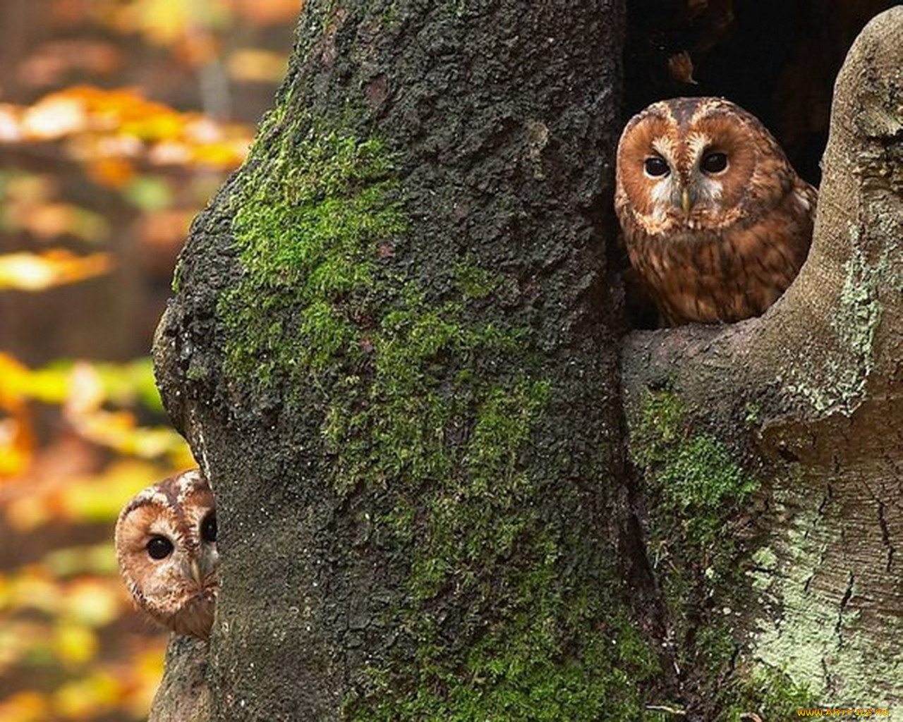 животные, совы