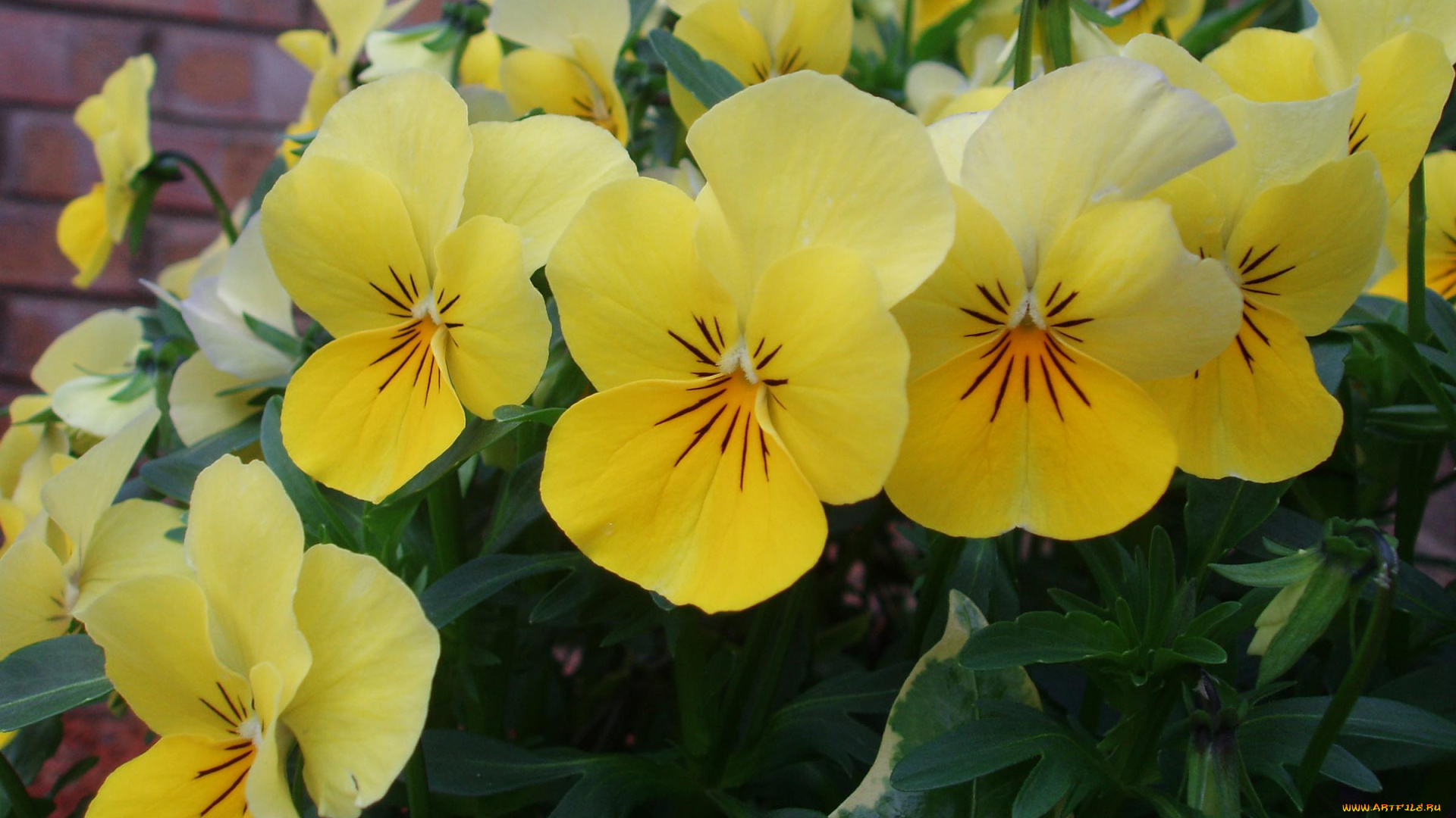 цветы, анютины, глазки, садовые, фиалки