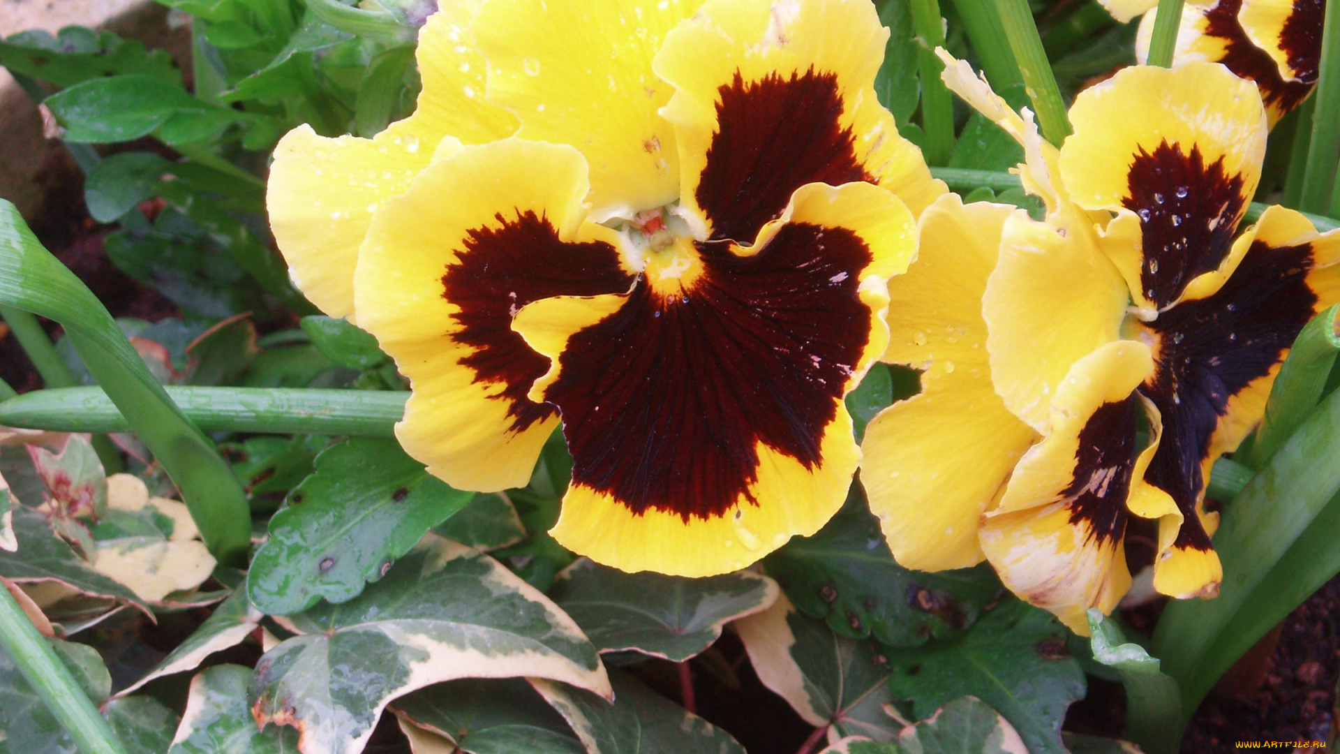 цветы, анютины, глазки, садовые, фиалки