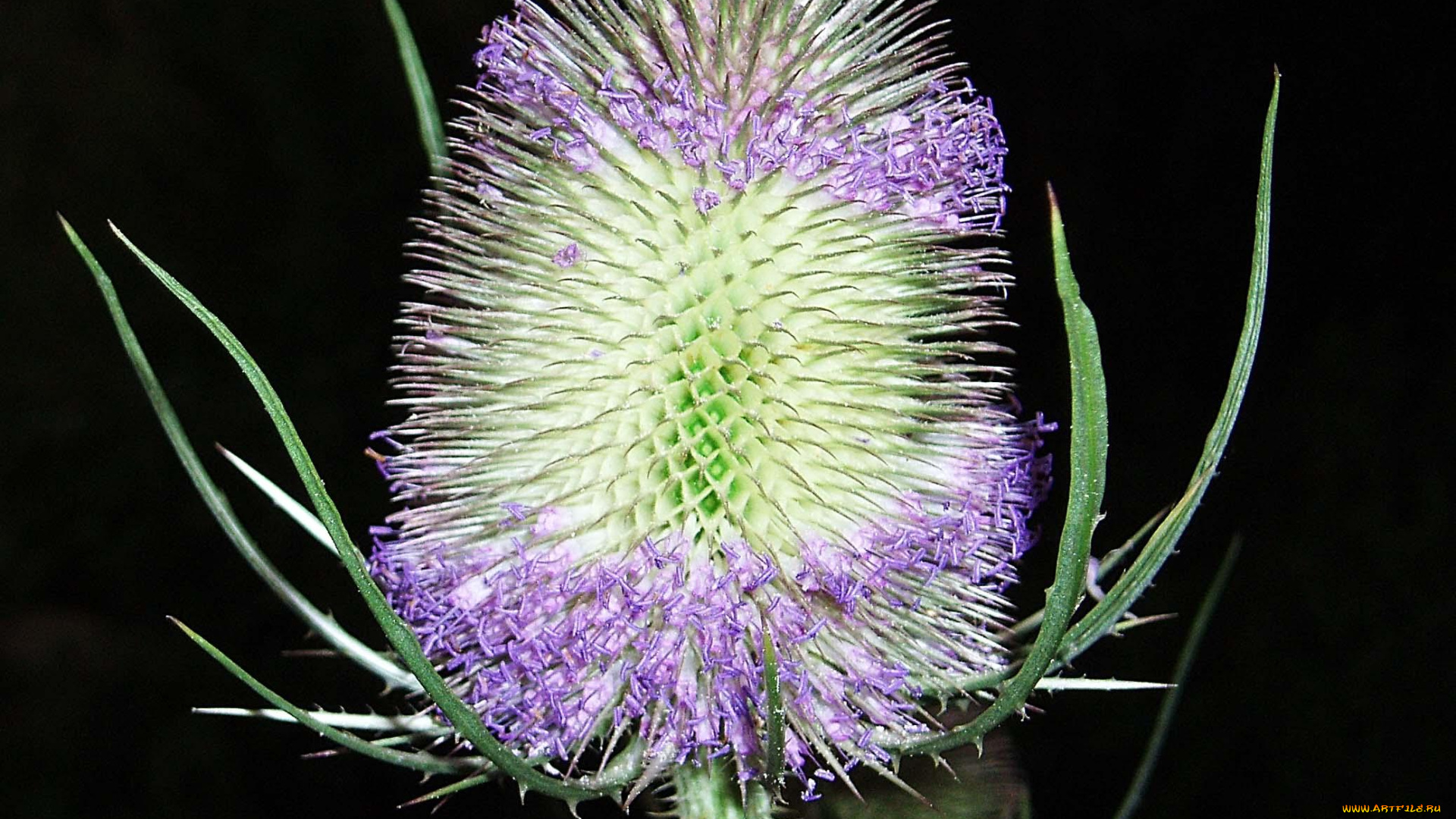 цветы, Чертополох, репейник