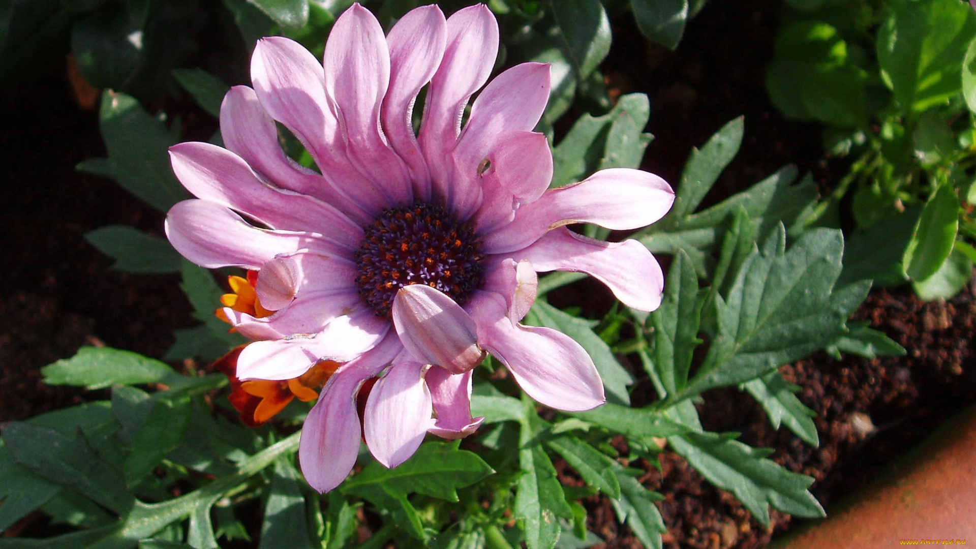 цветы, диморфотеки