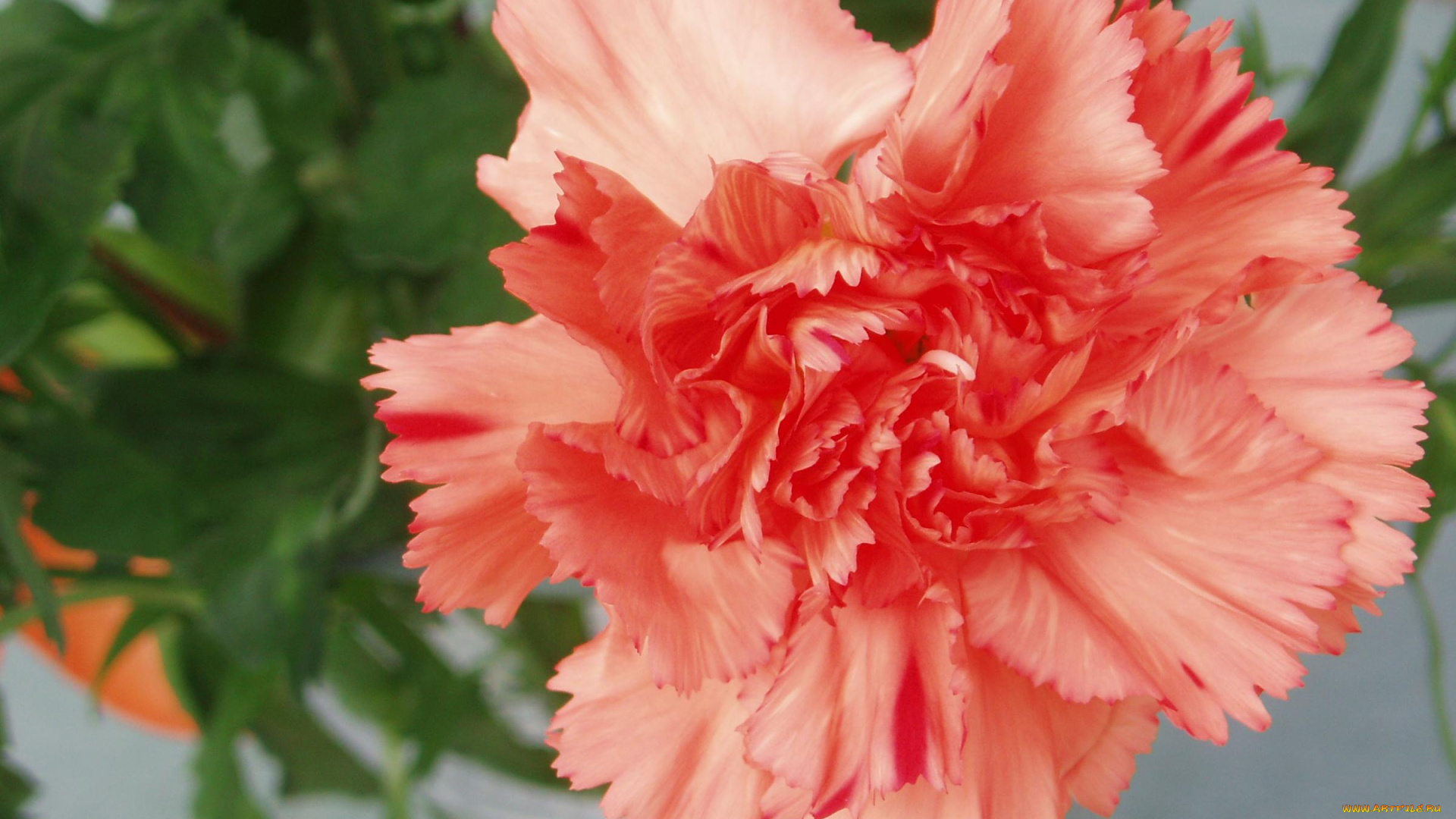 цветы, гвоздики