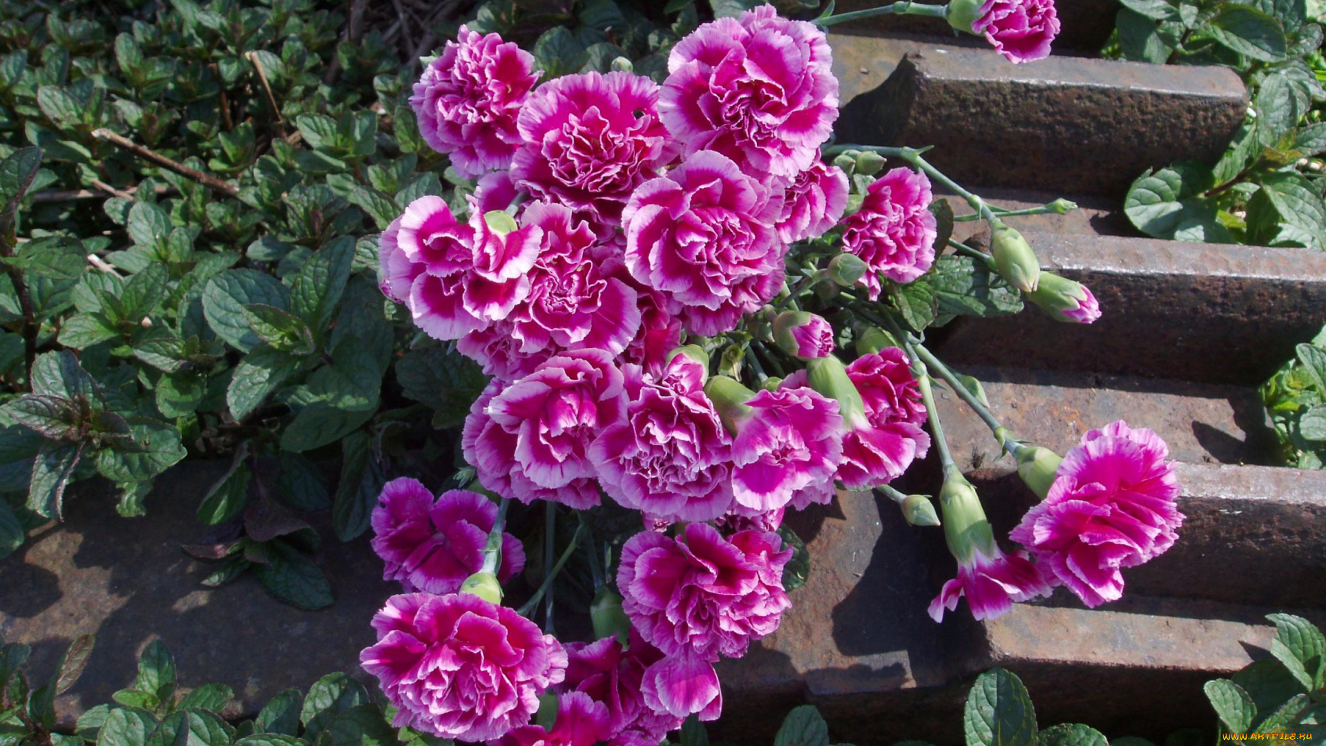 цветы, гвоздики