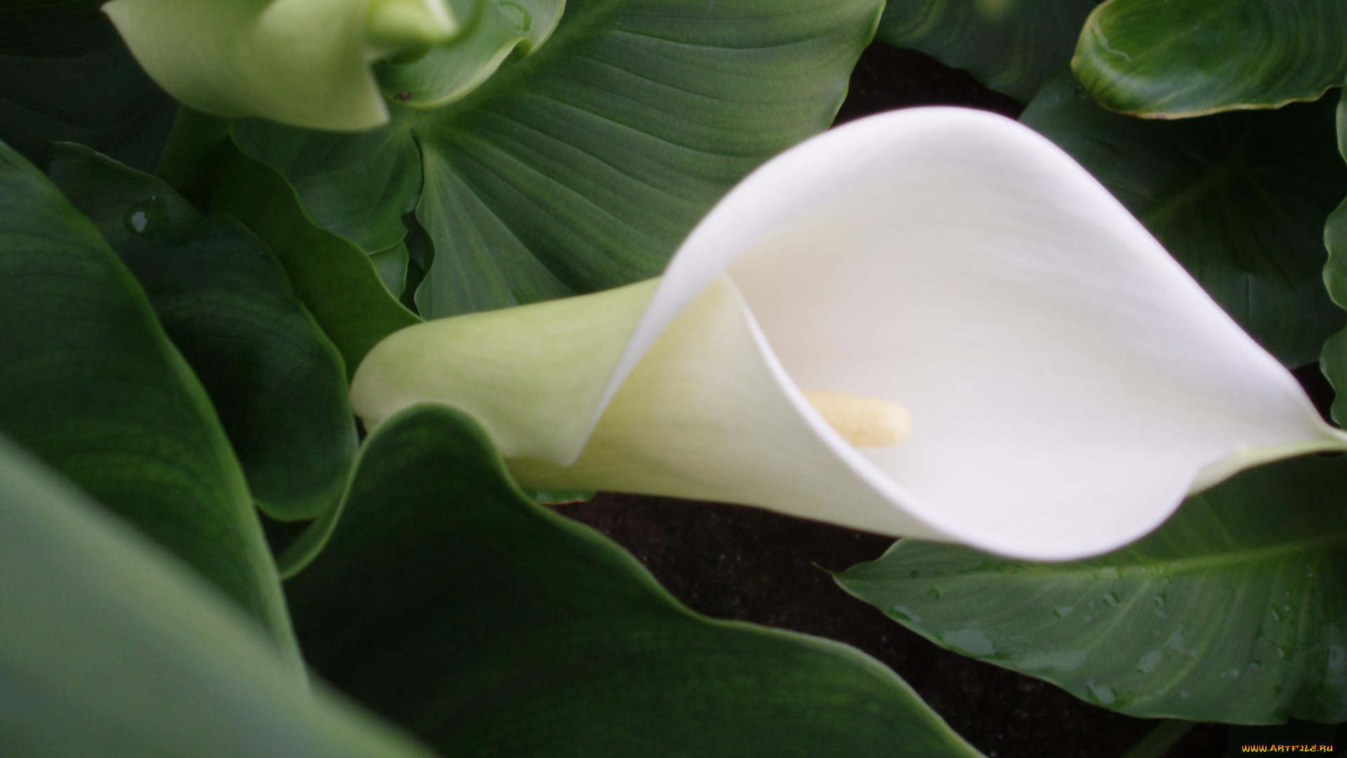 цветы, каллы