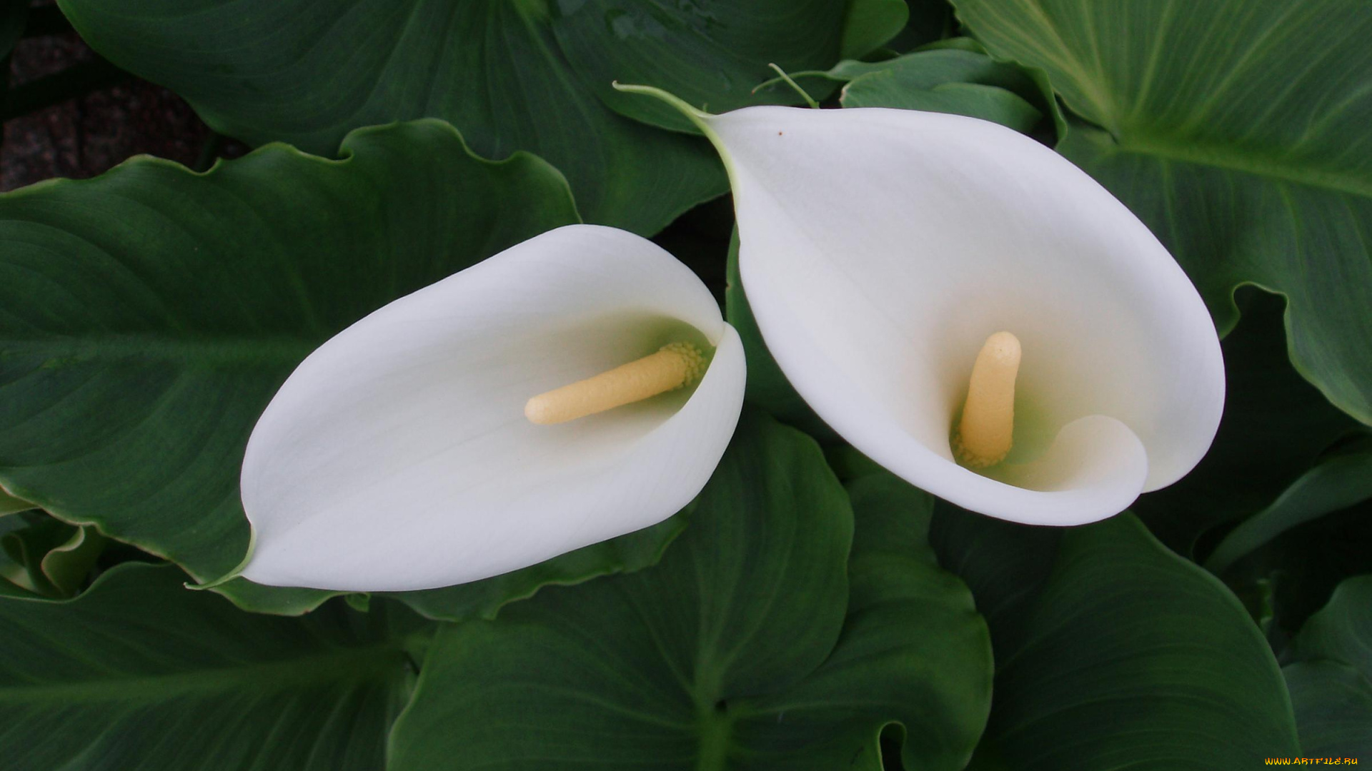 цветы, каллы