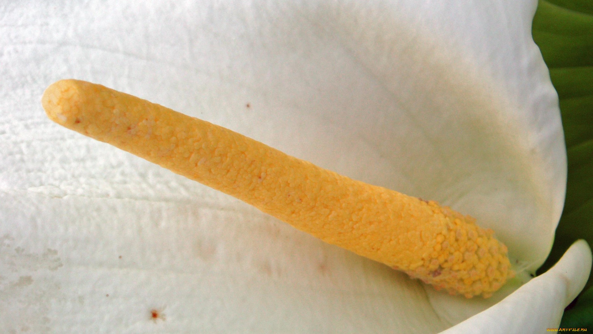 цветы, каллы