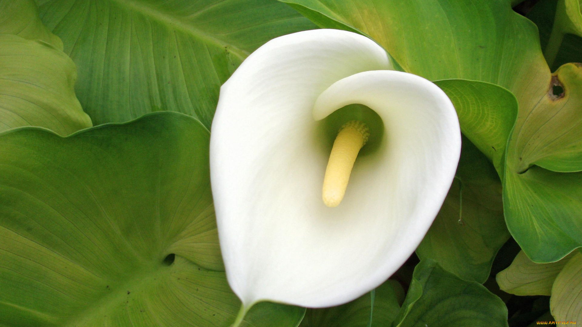 цветы, каллы