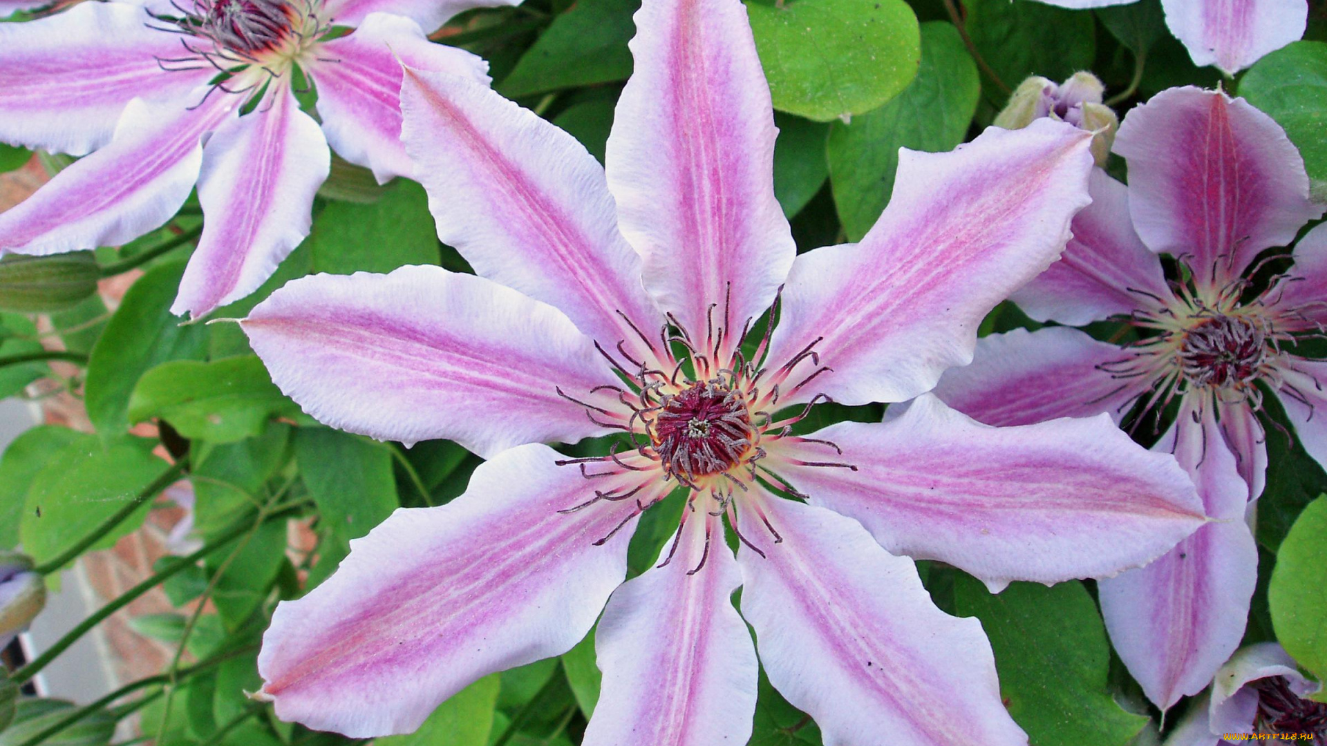 цветы, клематис, ломонос