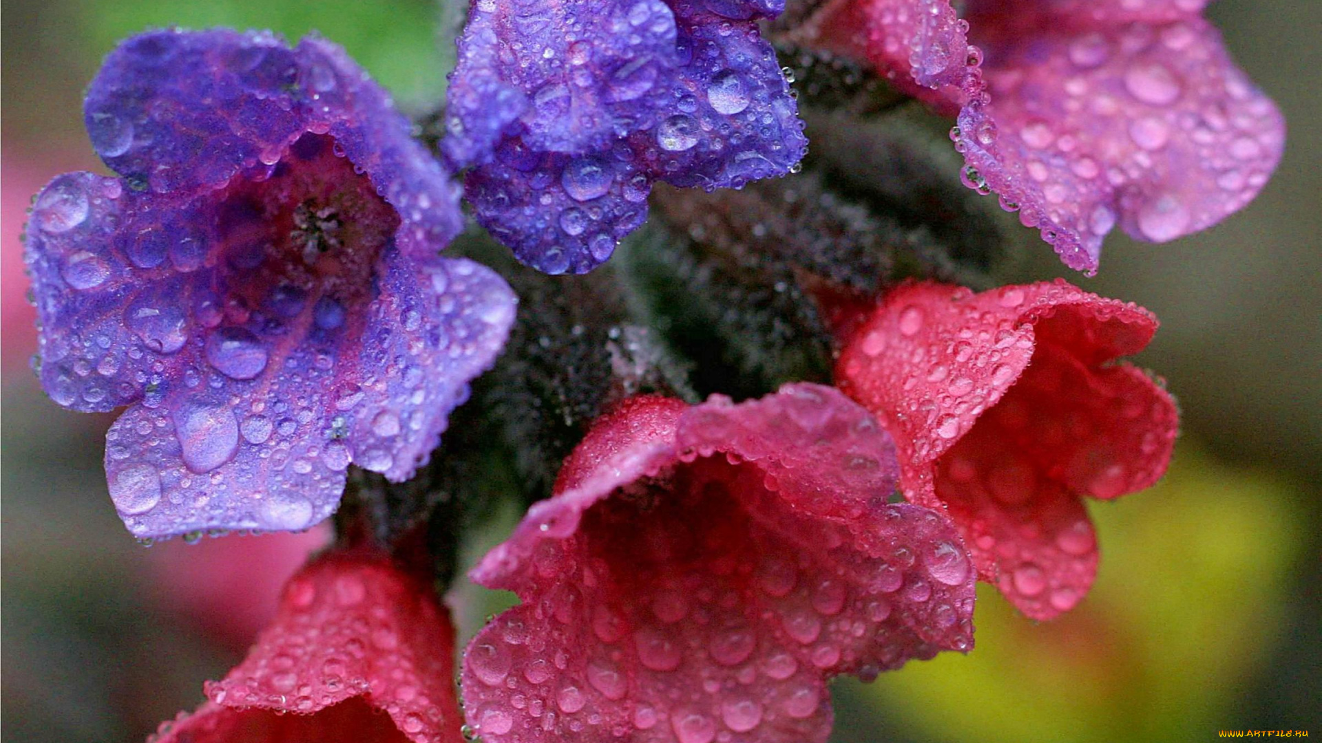 цветы, луговые, полевые