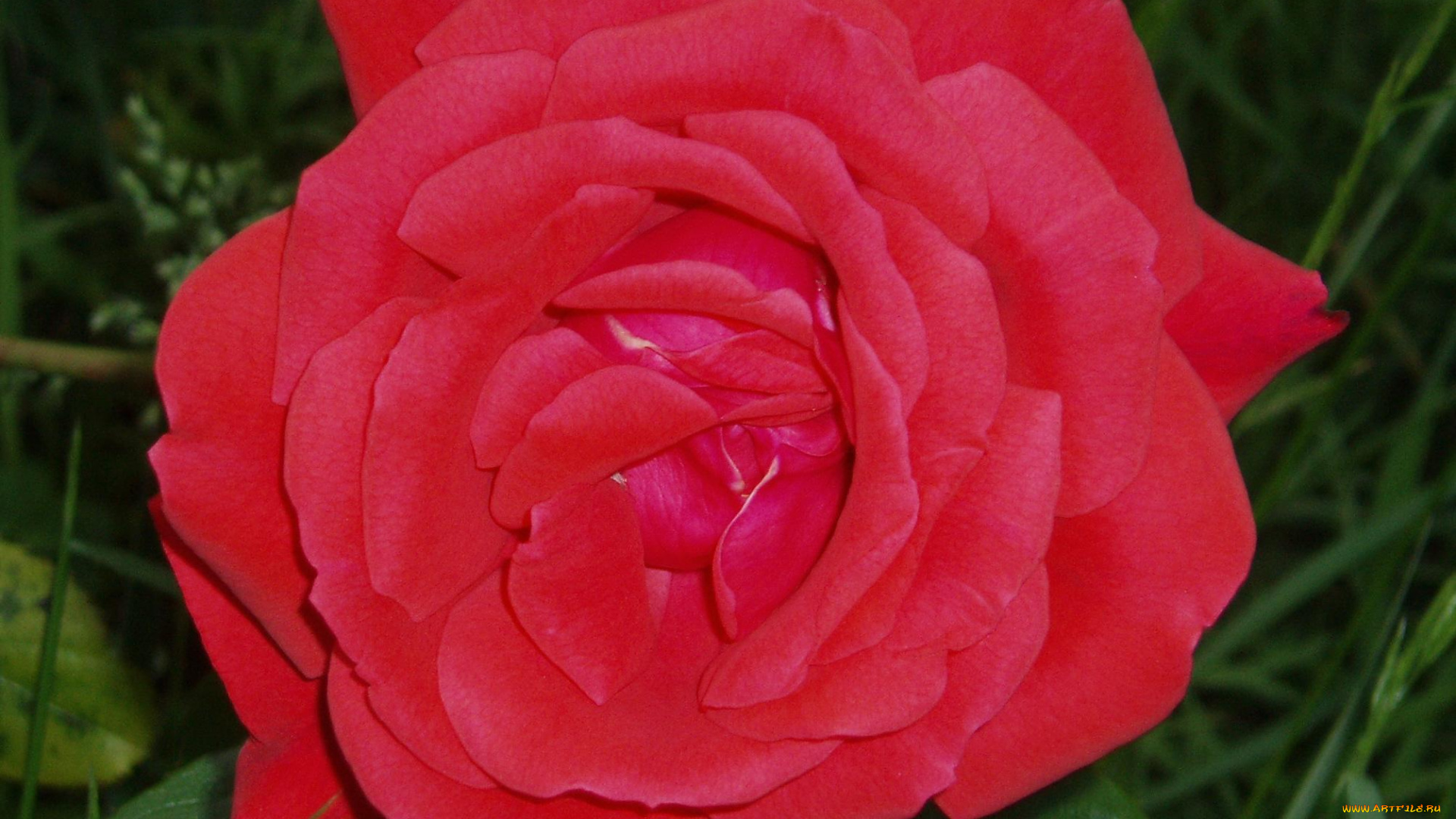 цветы, розы