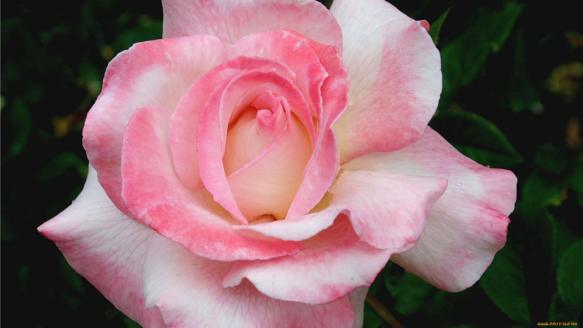 цветы, розы