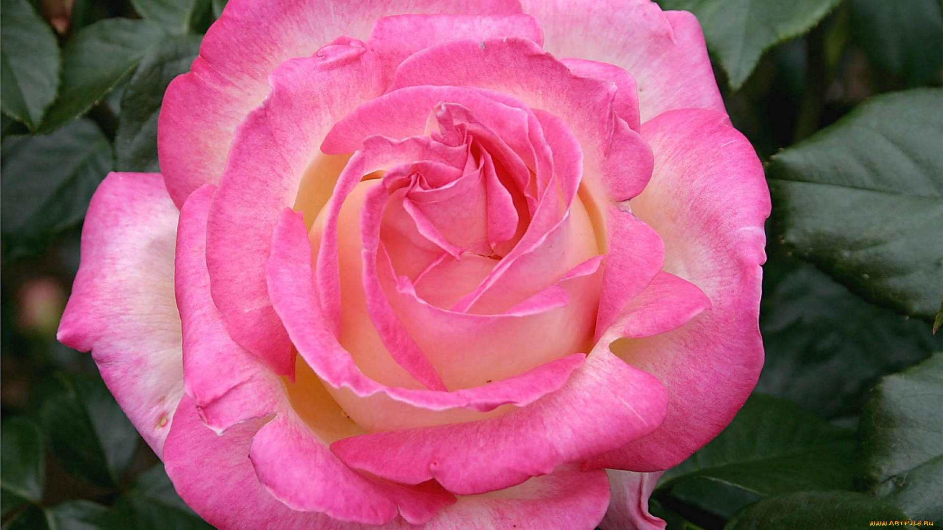 цветы, розы