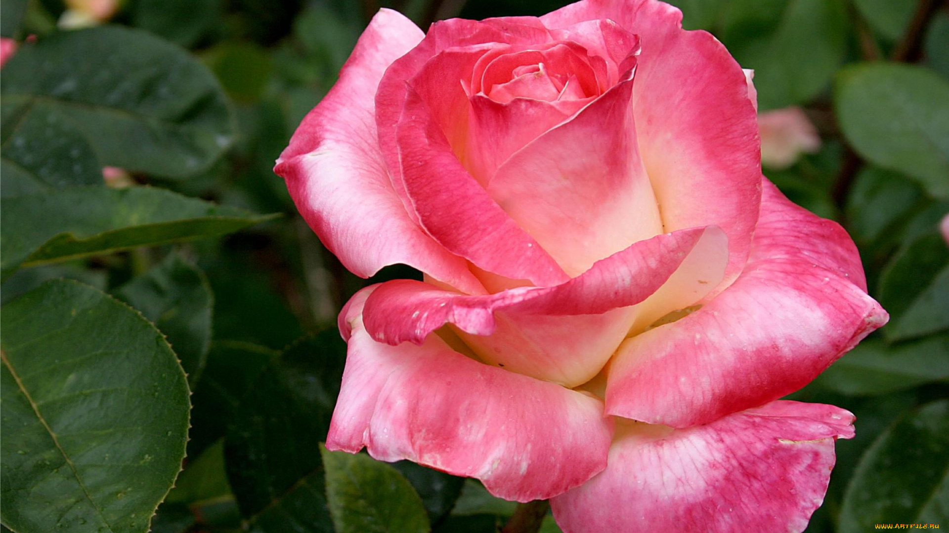 цветы, розы