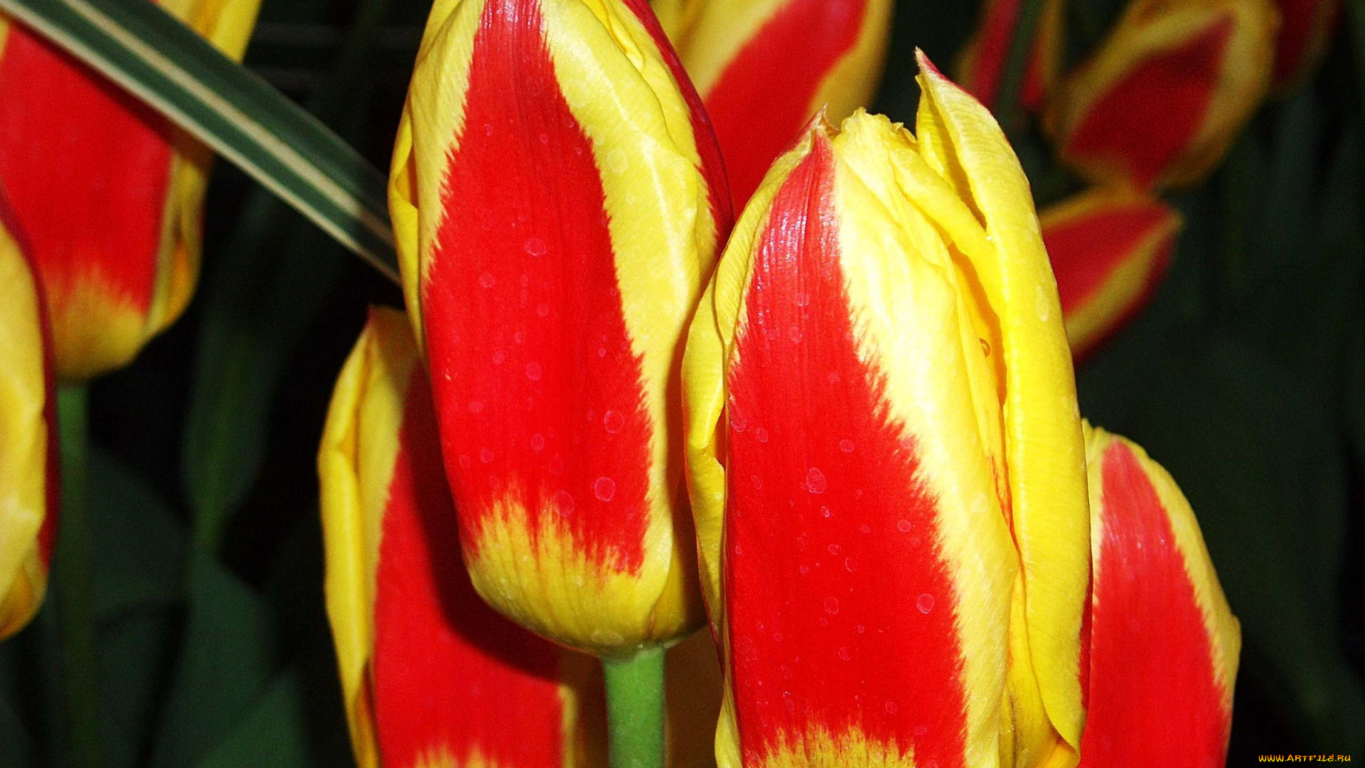 цветы, тюльпаны