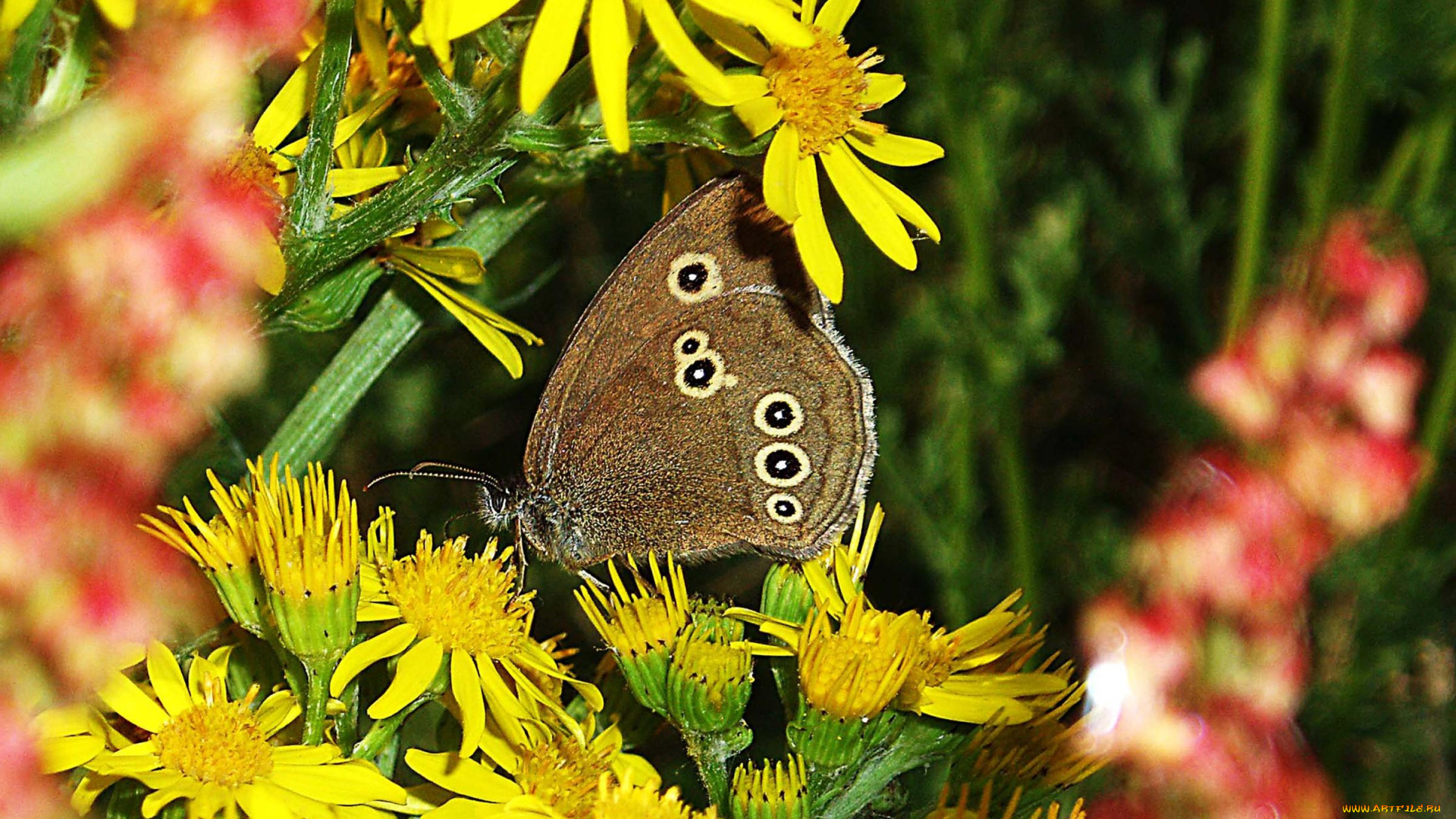 животные, бабочки