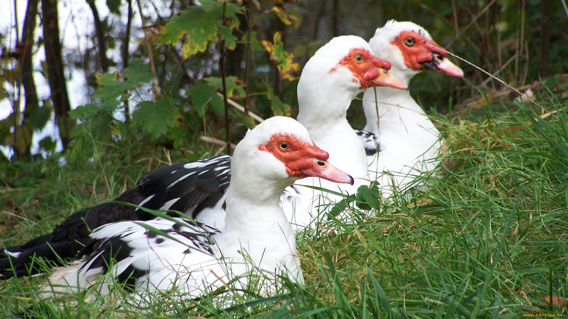 животные, гуси