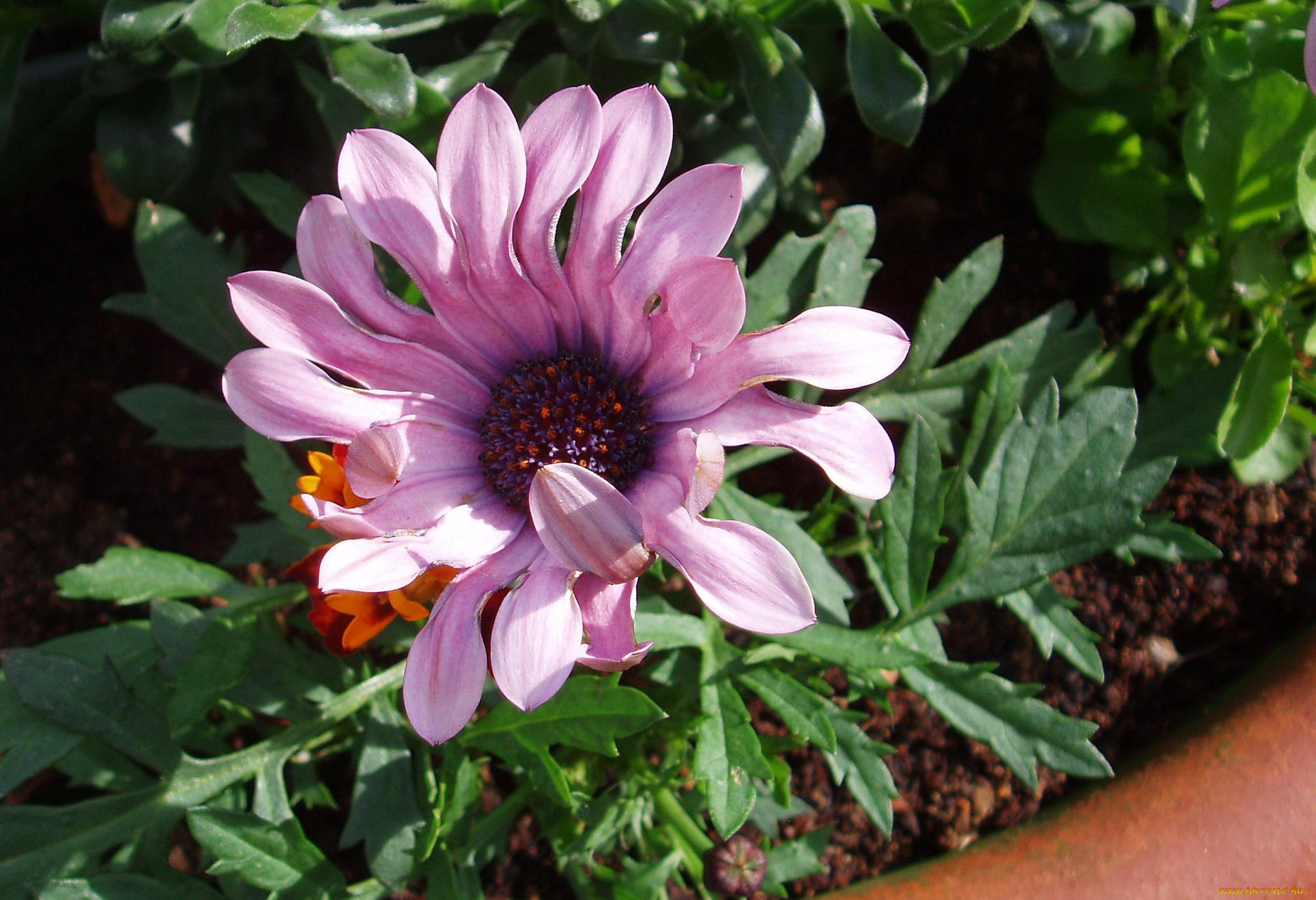 цветы, диморфотеки