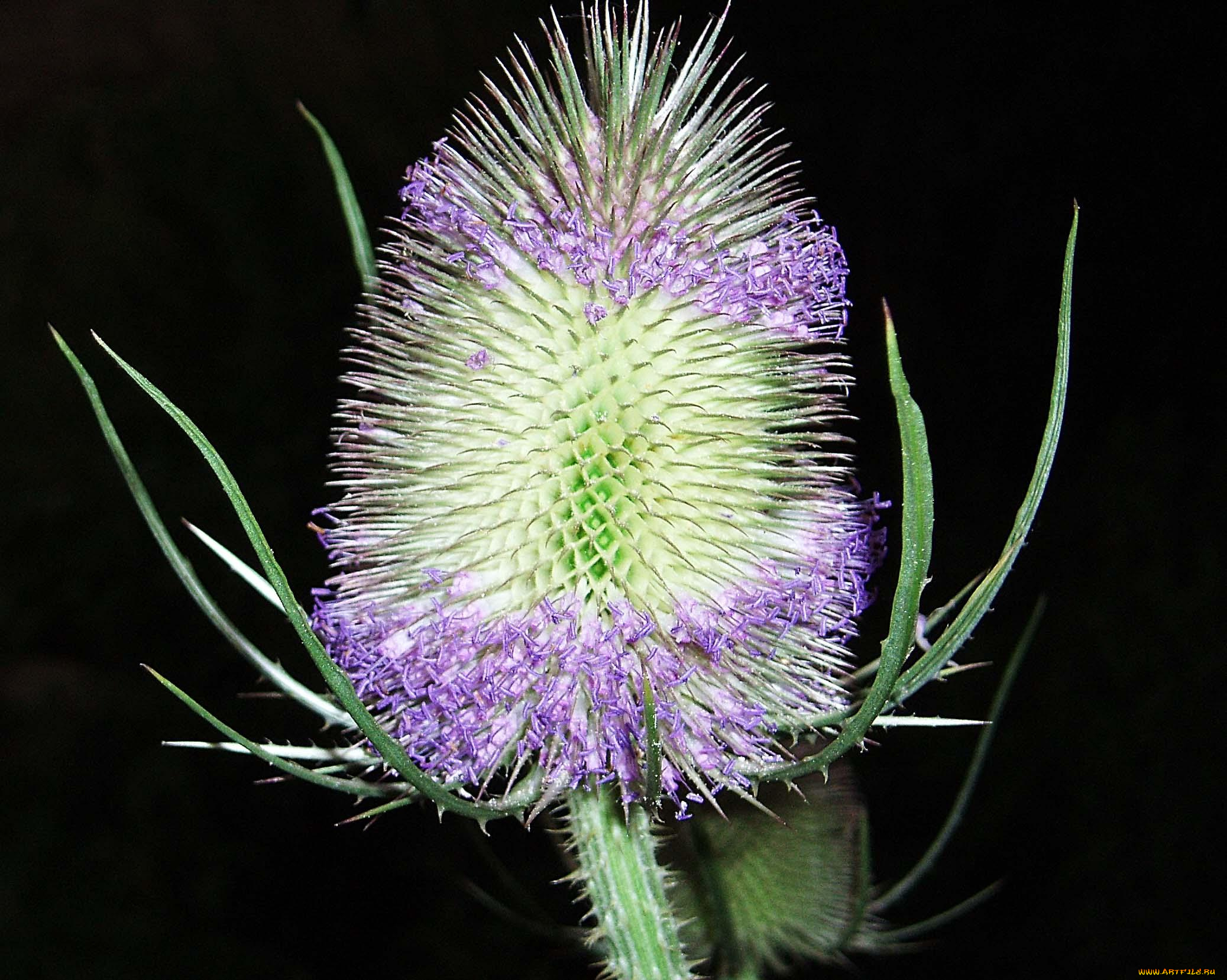 цветы, Чертополох, репейник