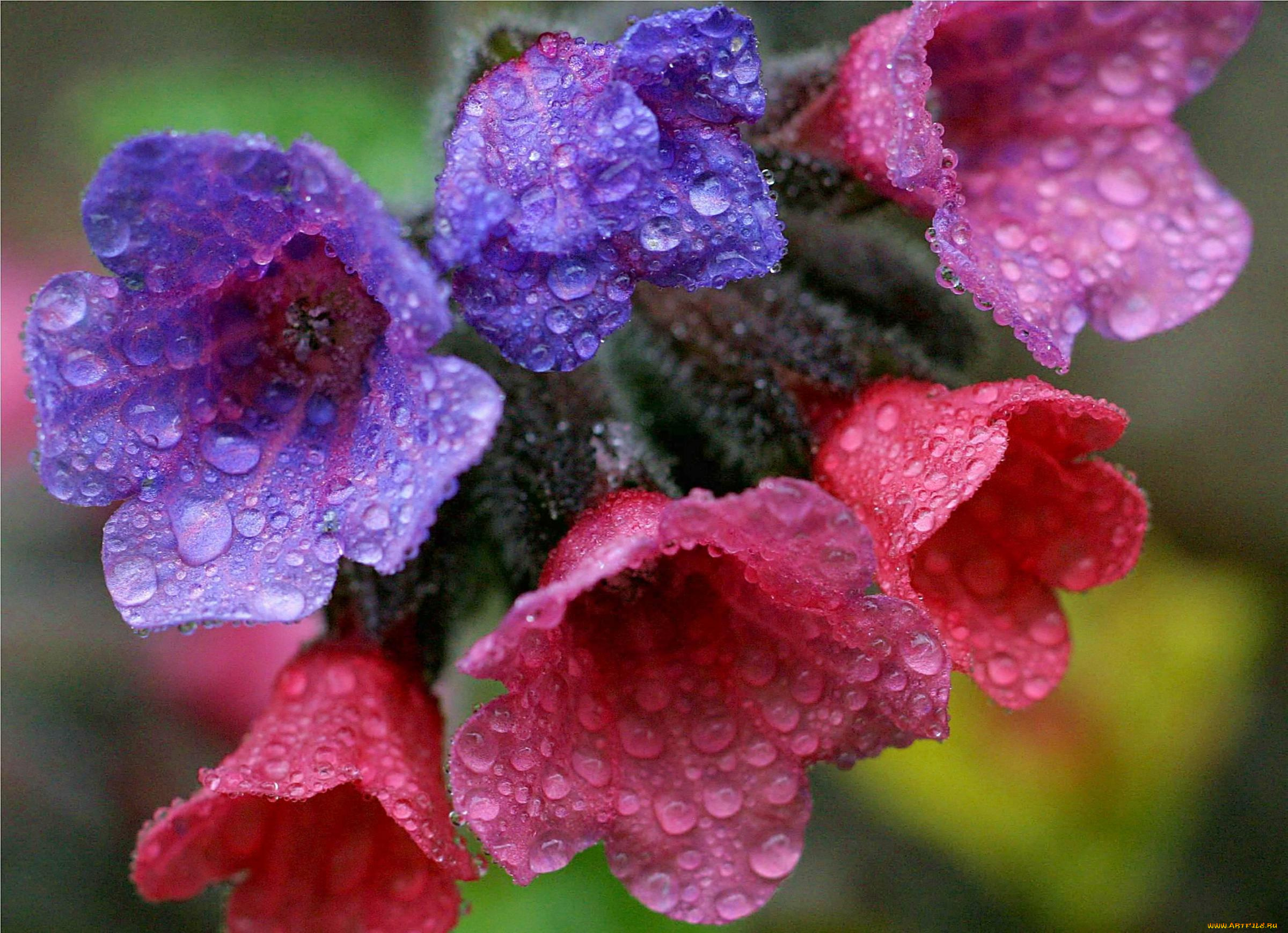 цветы, луговые, полевые