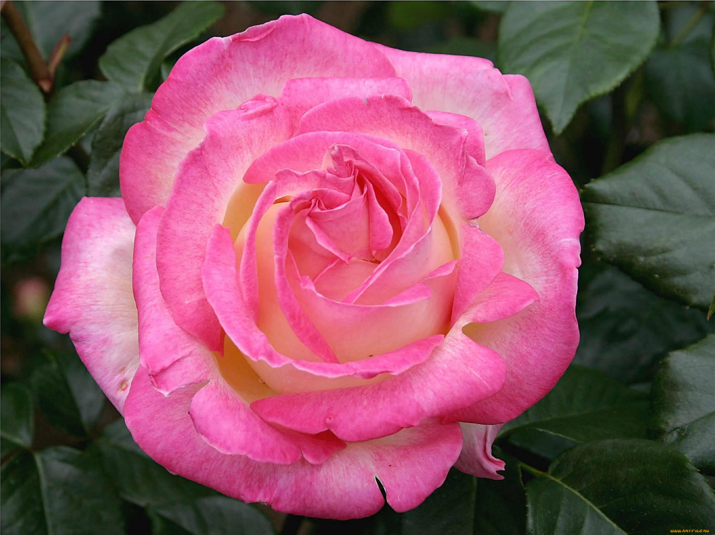 цветы, розы