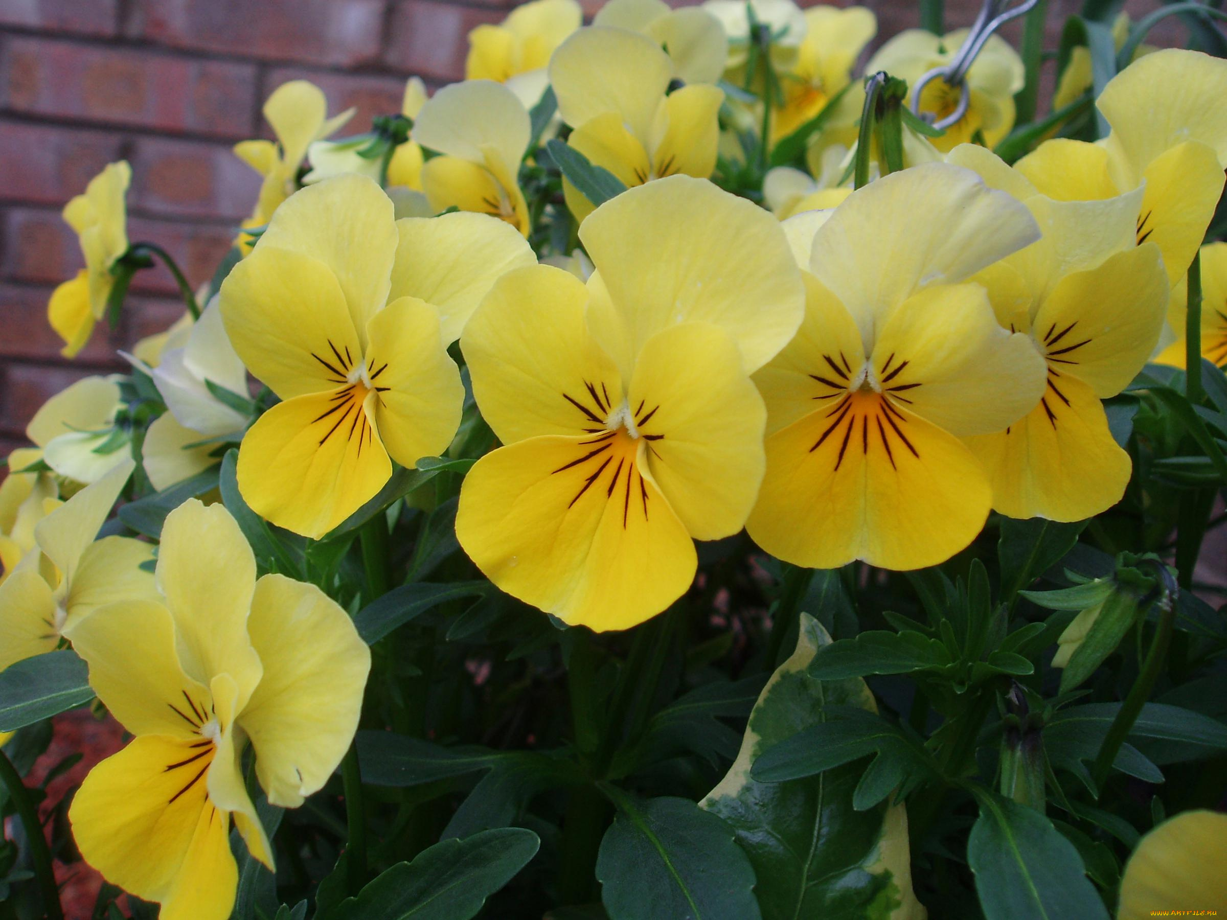 цветы, анютины, глазки, садовые, фиалки