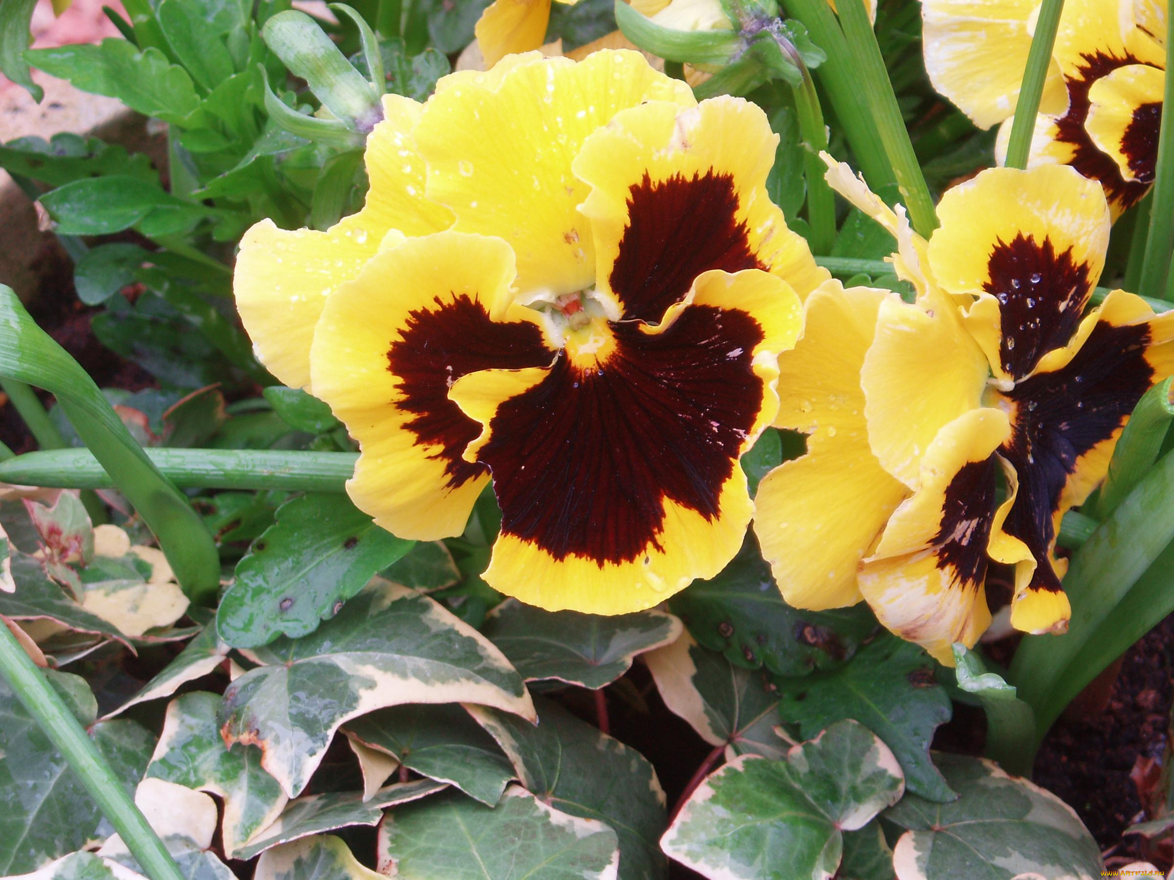 цветы, анютины, глазки, садовые, фиалки