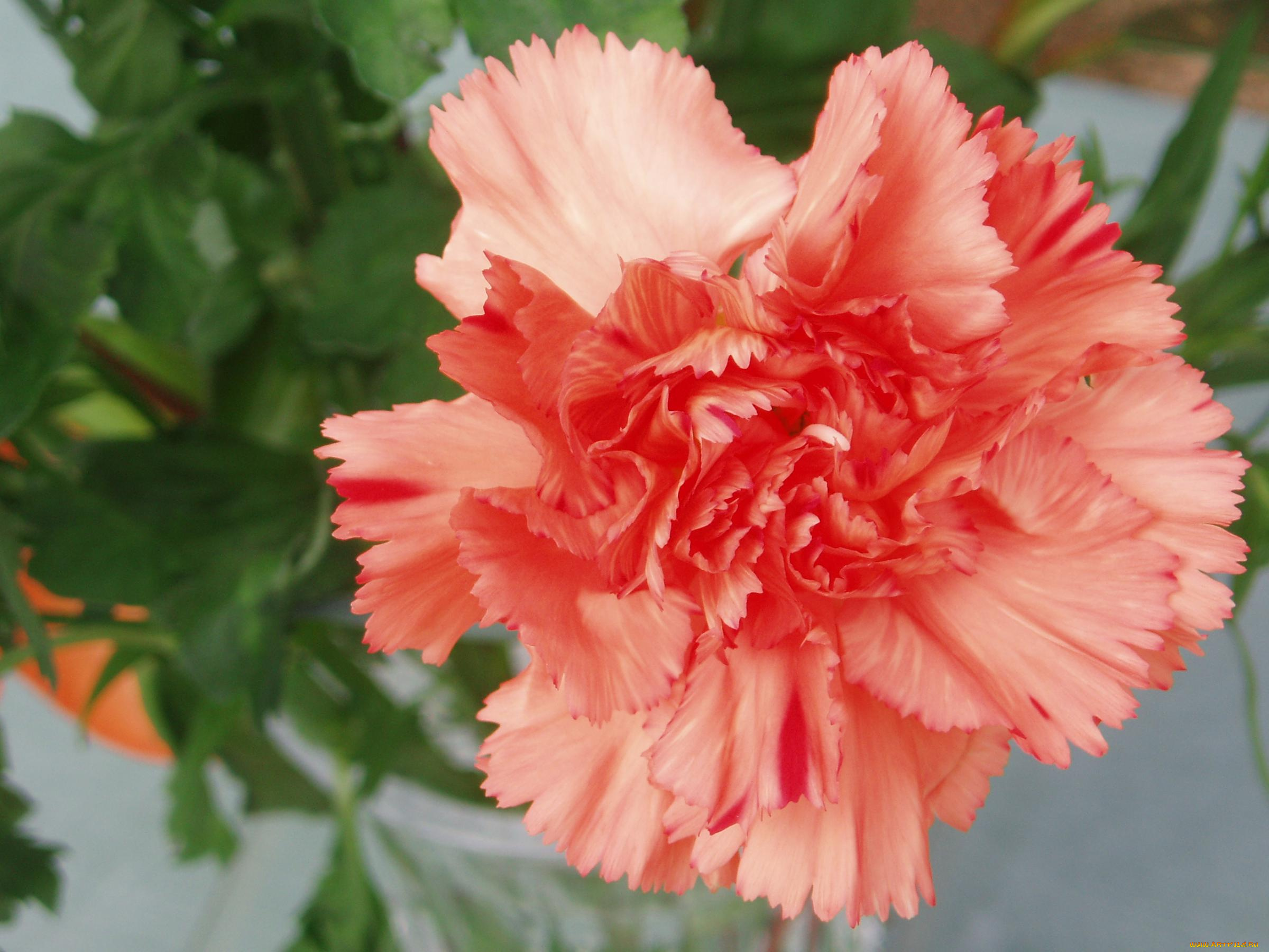 цветы, гвоздики