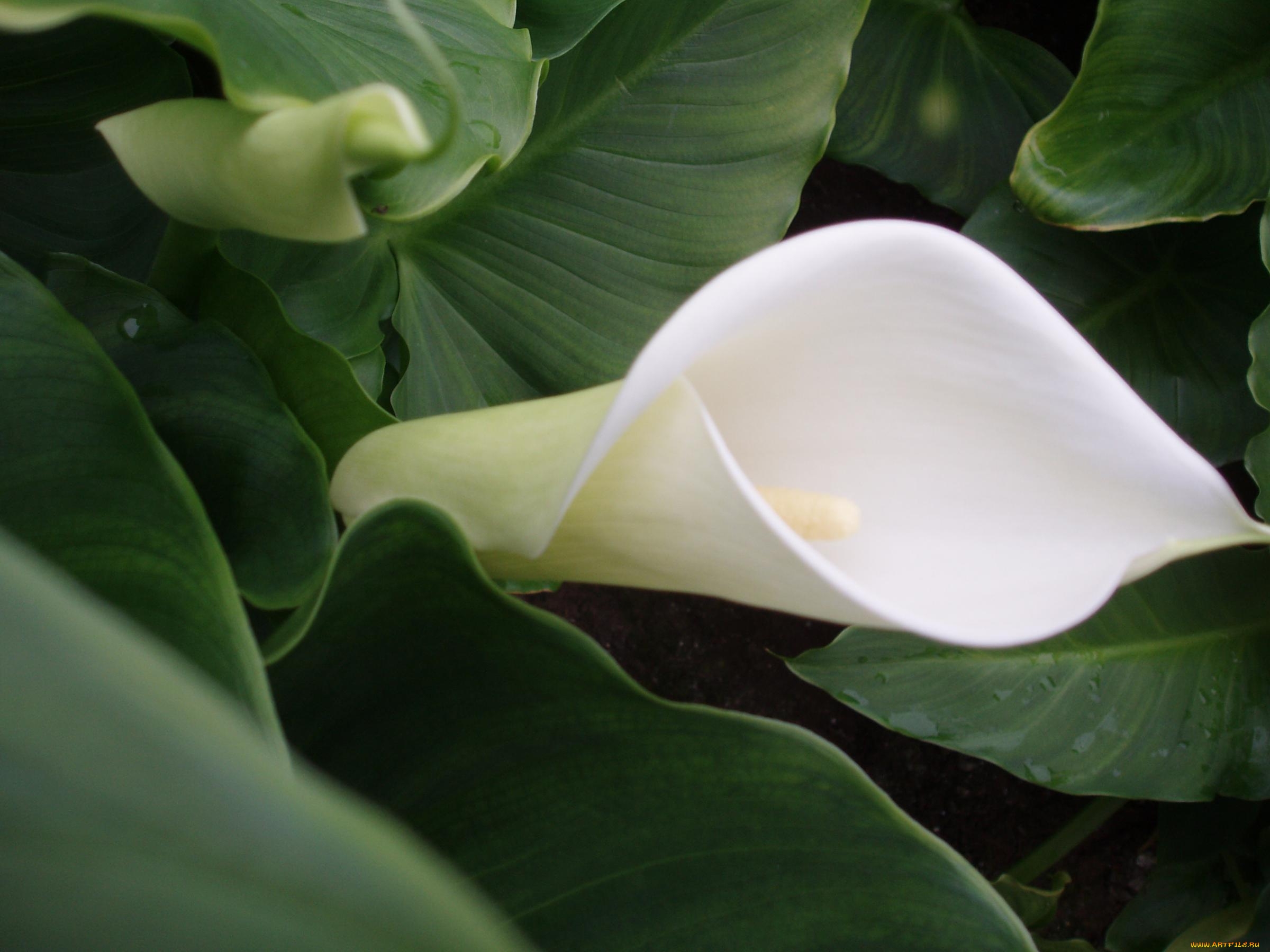 цветы, каллы