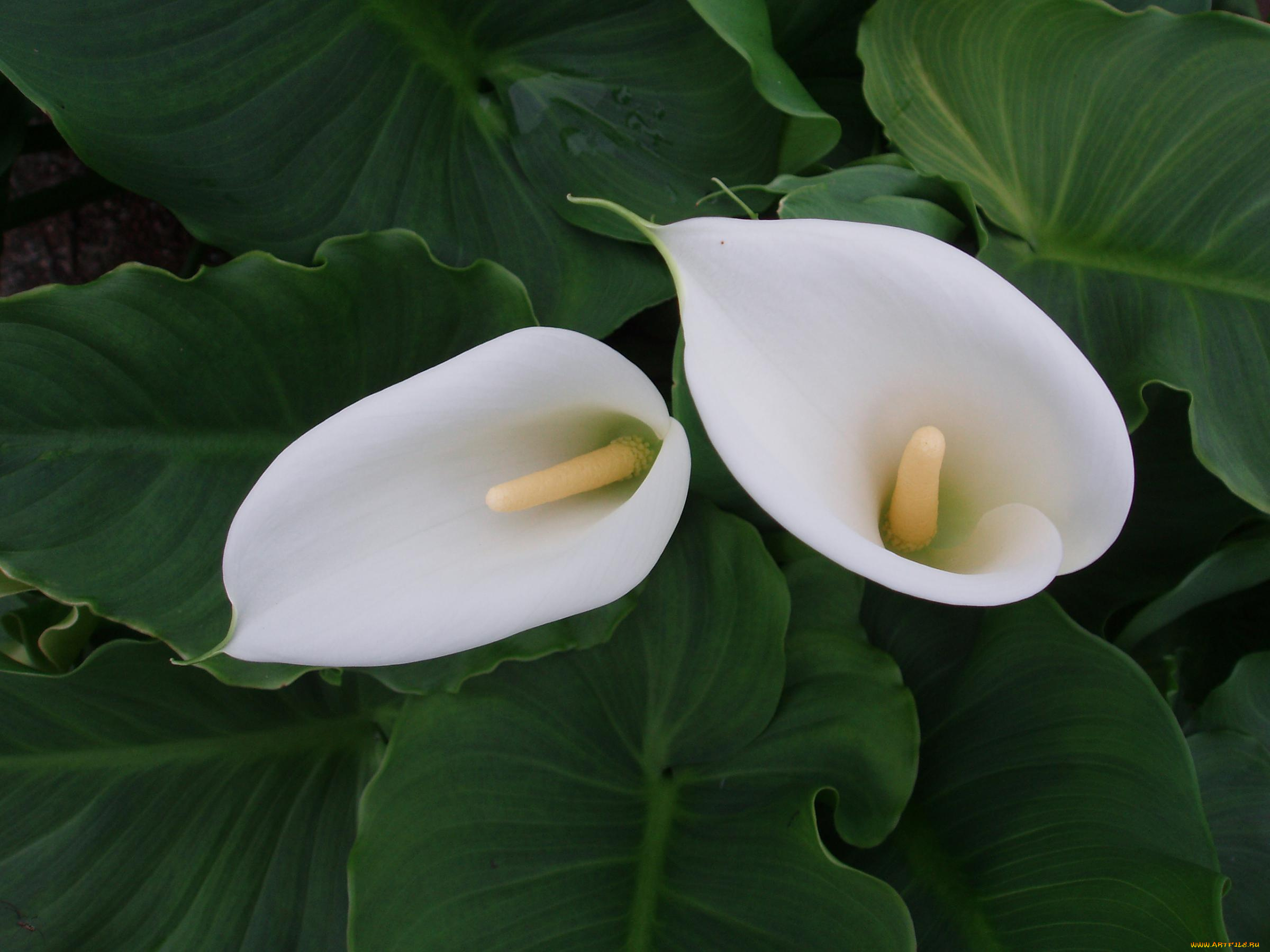 цветы, каллы