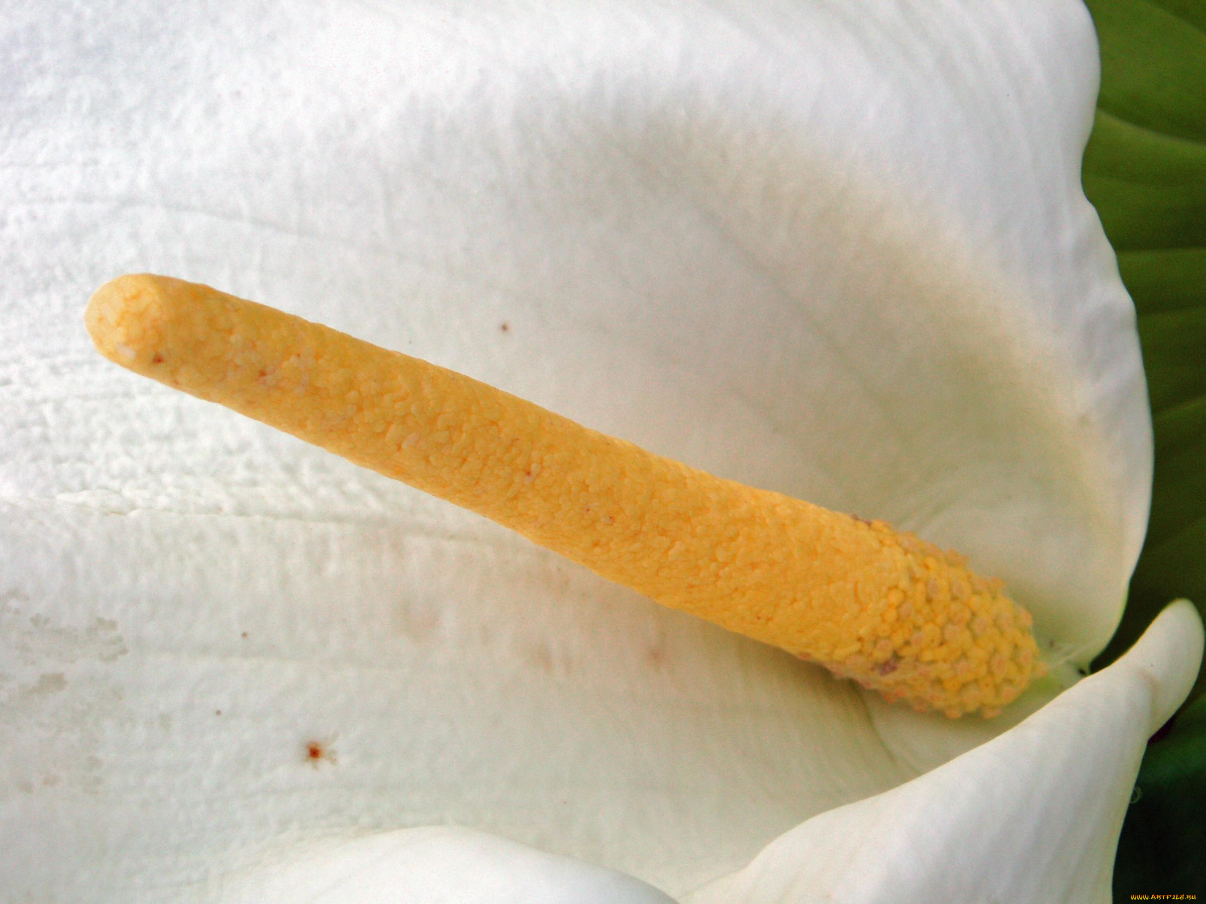 цветы, каллы