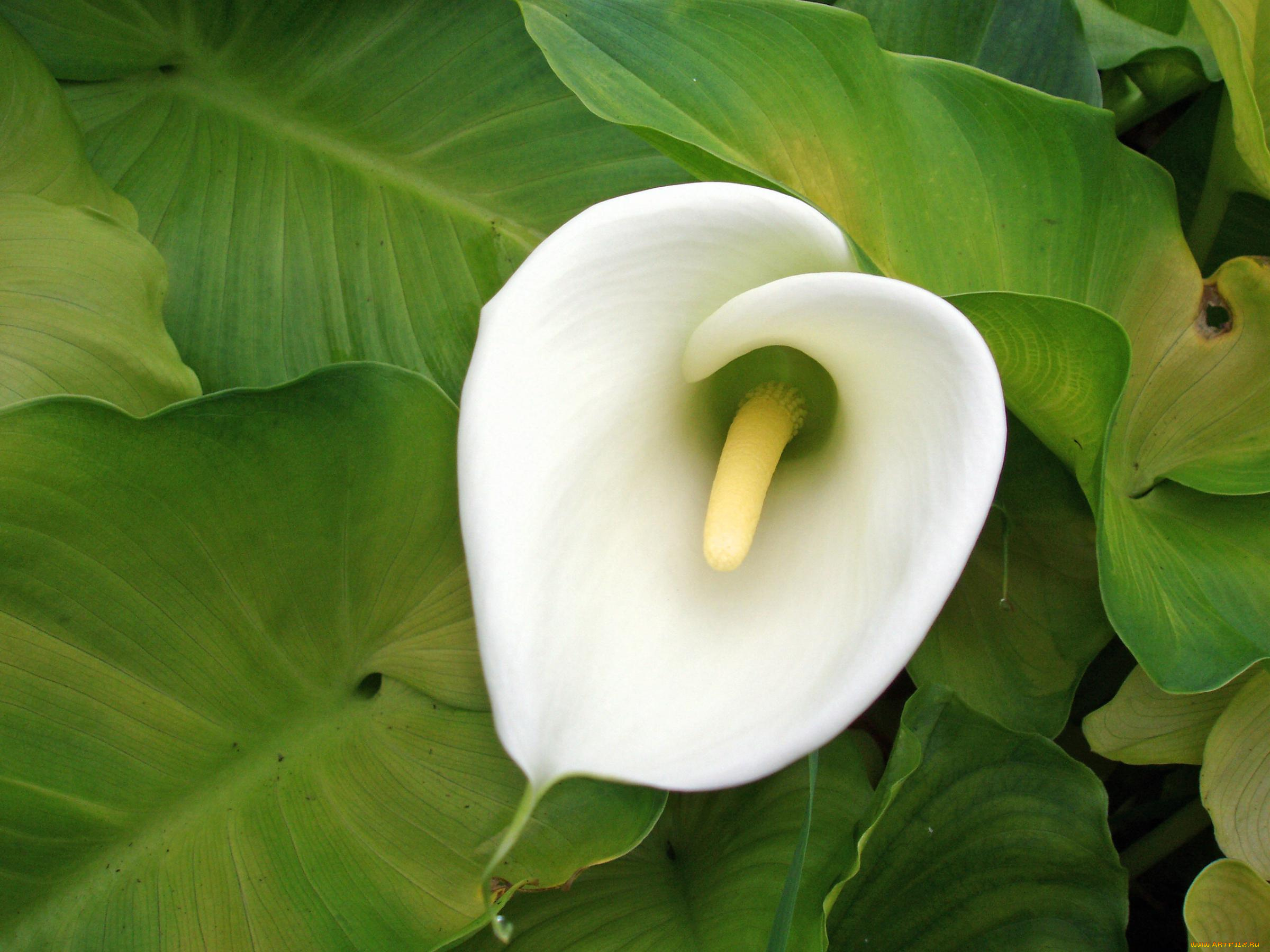 цветы, каллы