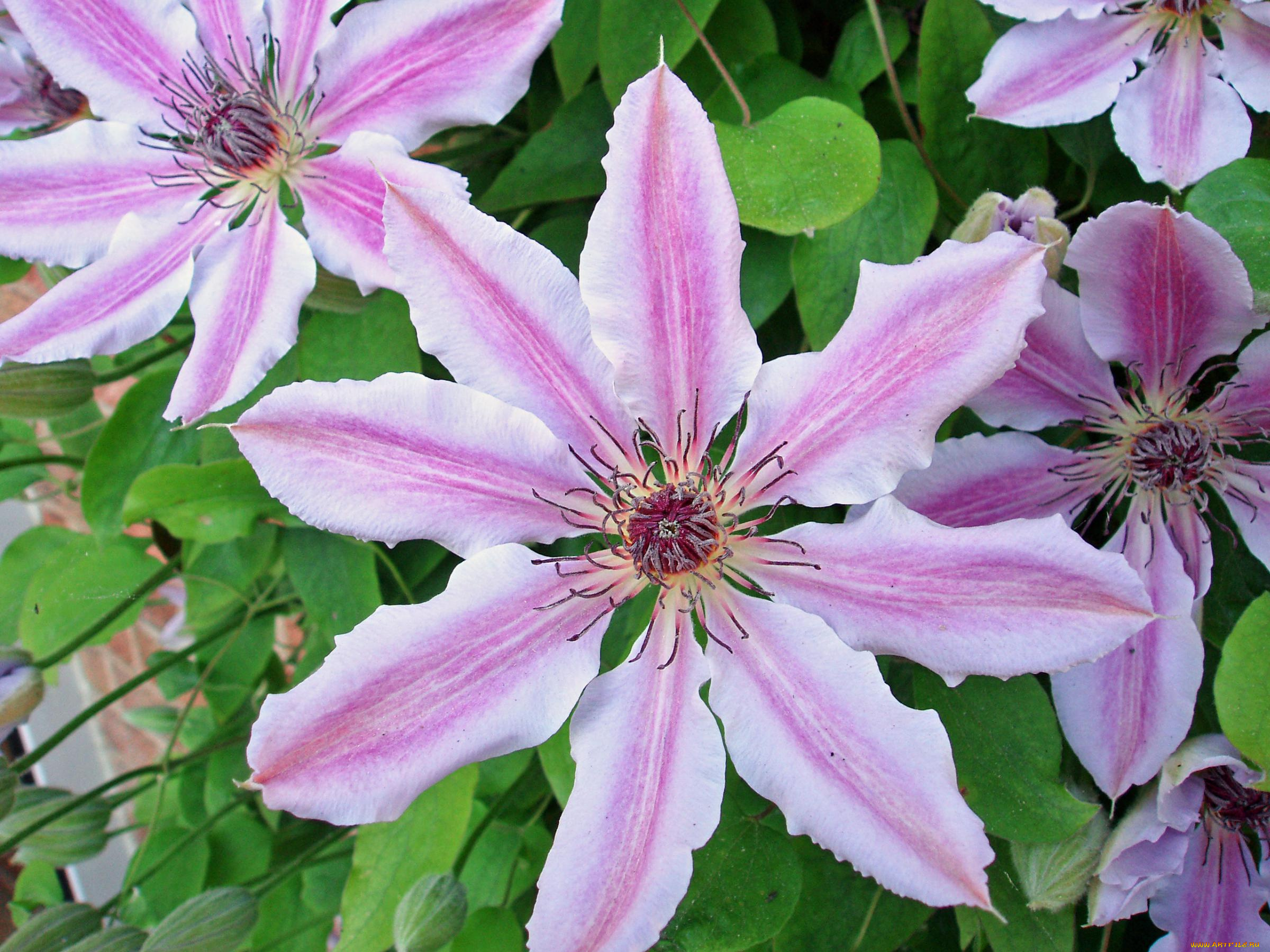 цветы, клематис, ломонос