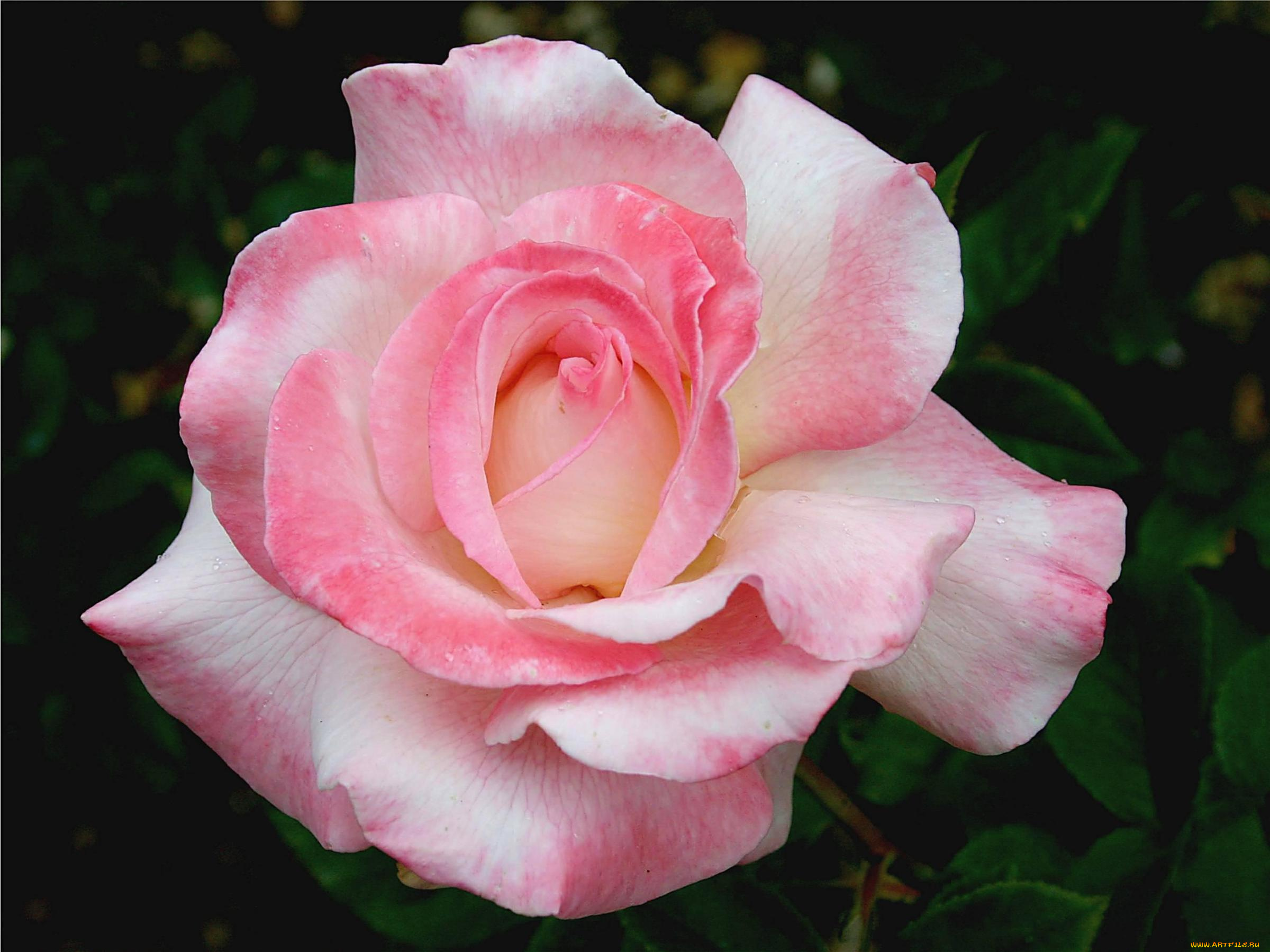 цветы, розы