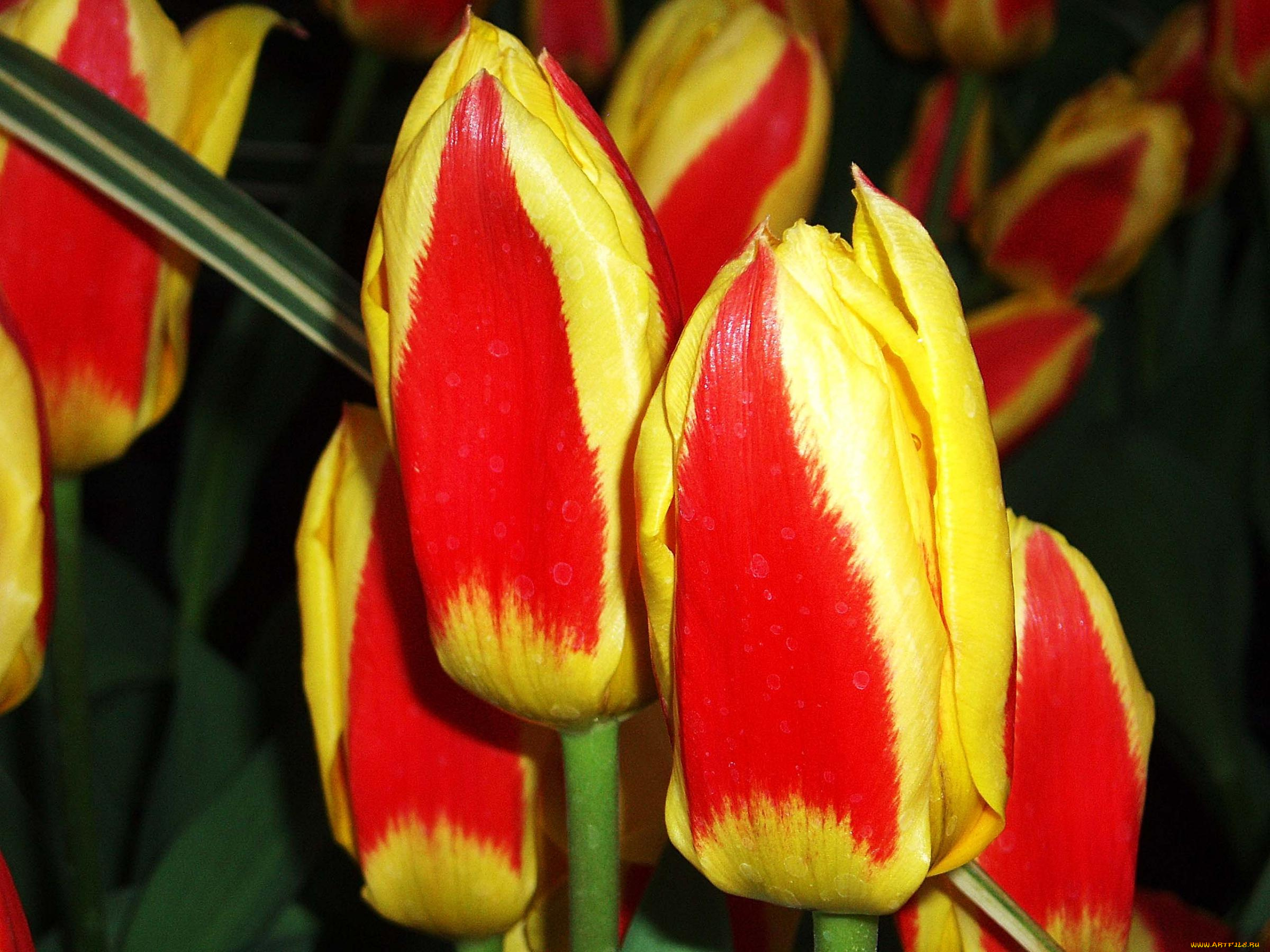 цветы, тюльпаны