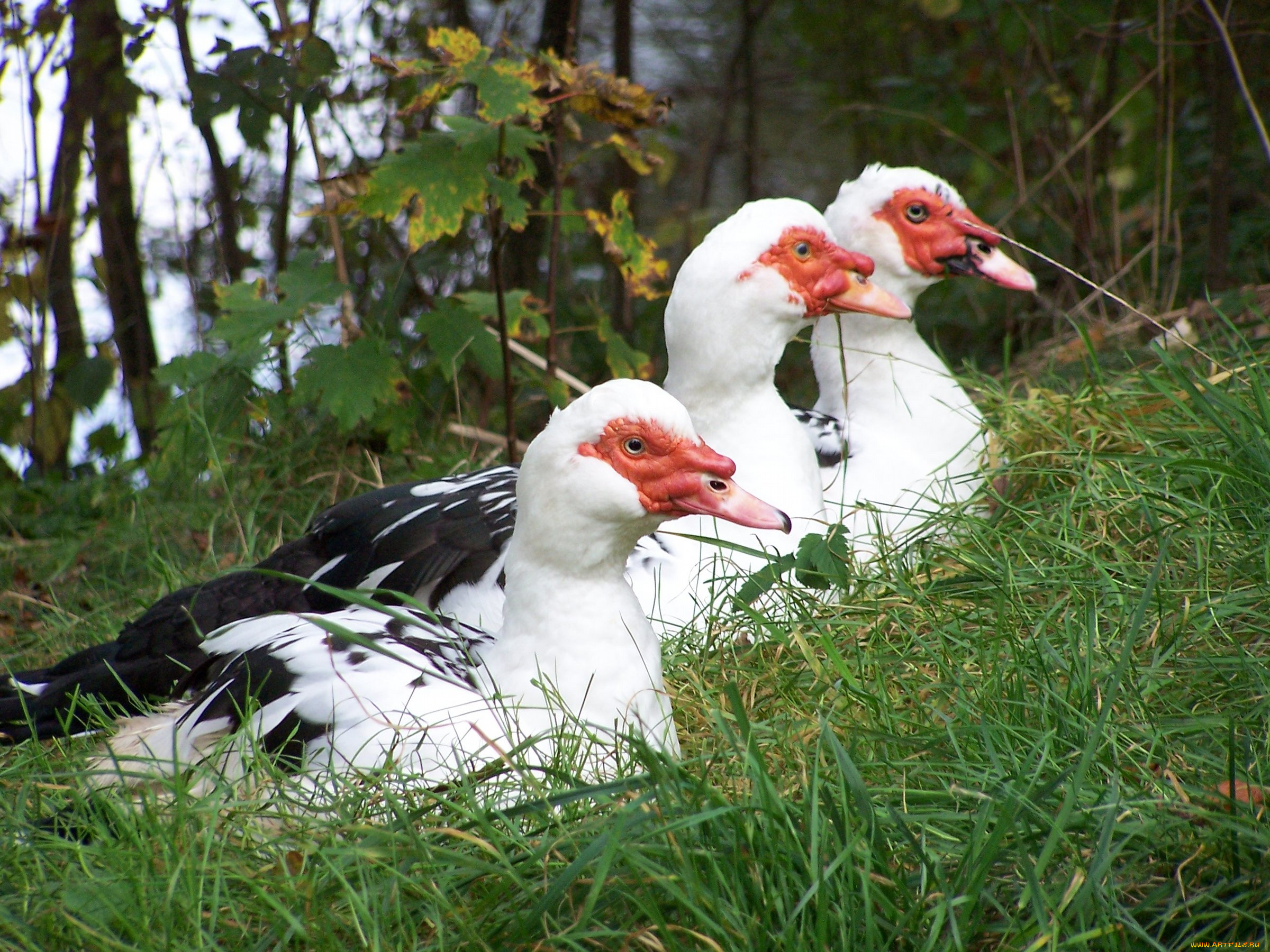 животные, гуси
