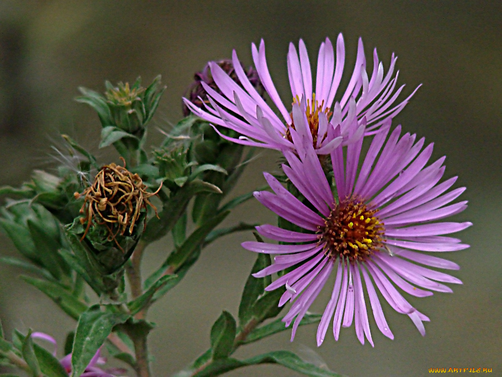 цветы, астры
