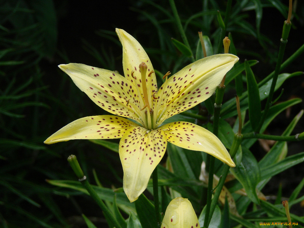 цветы, лилии, лилейники