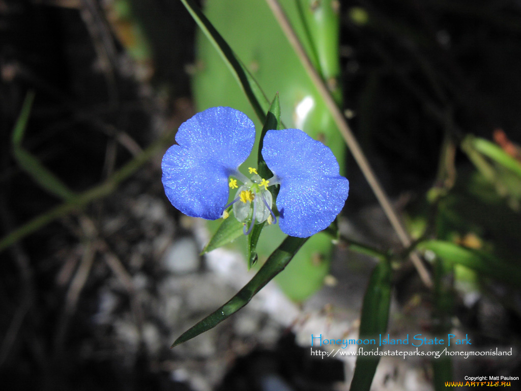 цветы, луговые, полевые