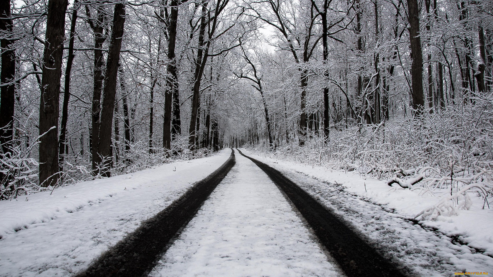 природа, дороги, зима, лес