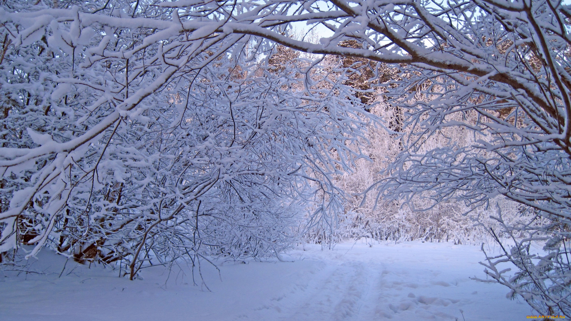 природа, зима, снег, деревья, лес