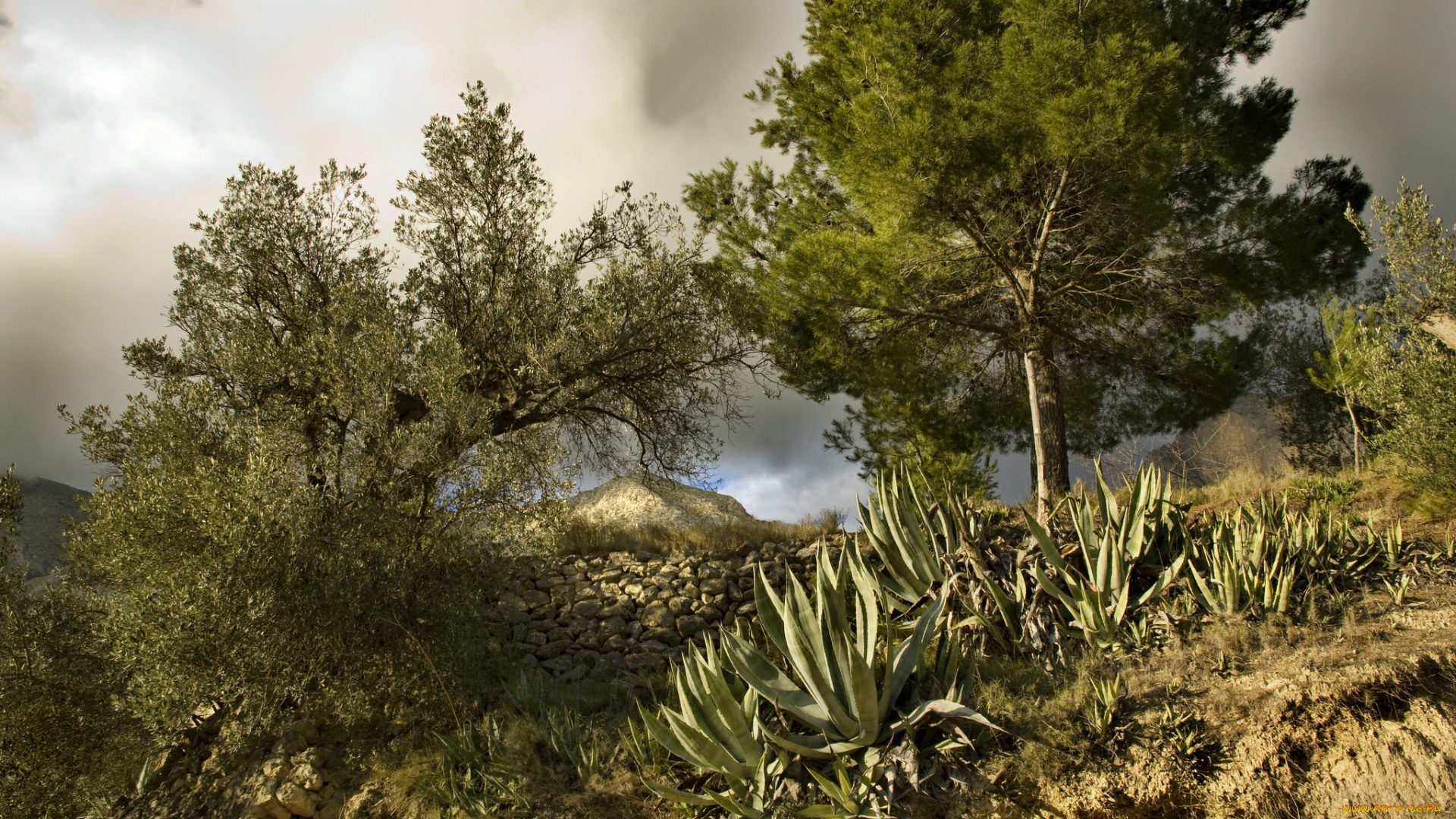 природа, деревья, кактусы, камни