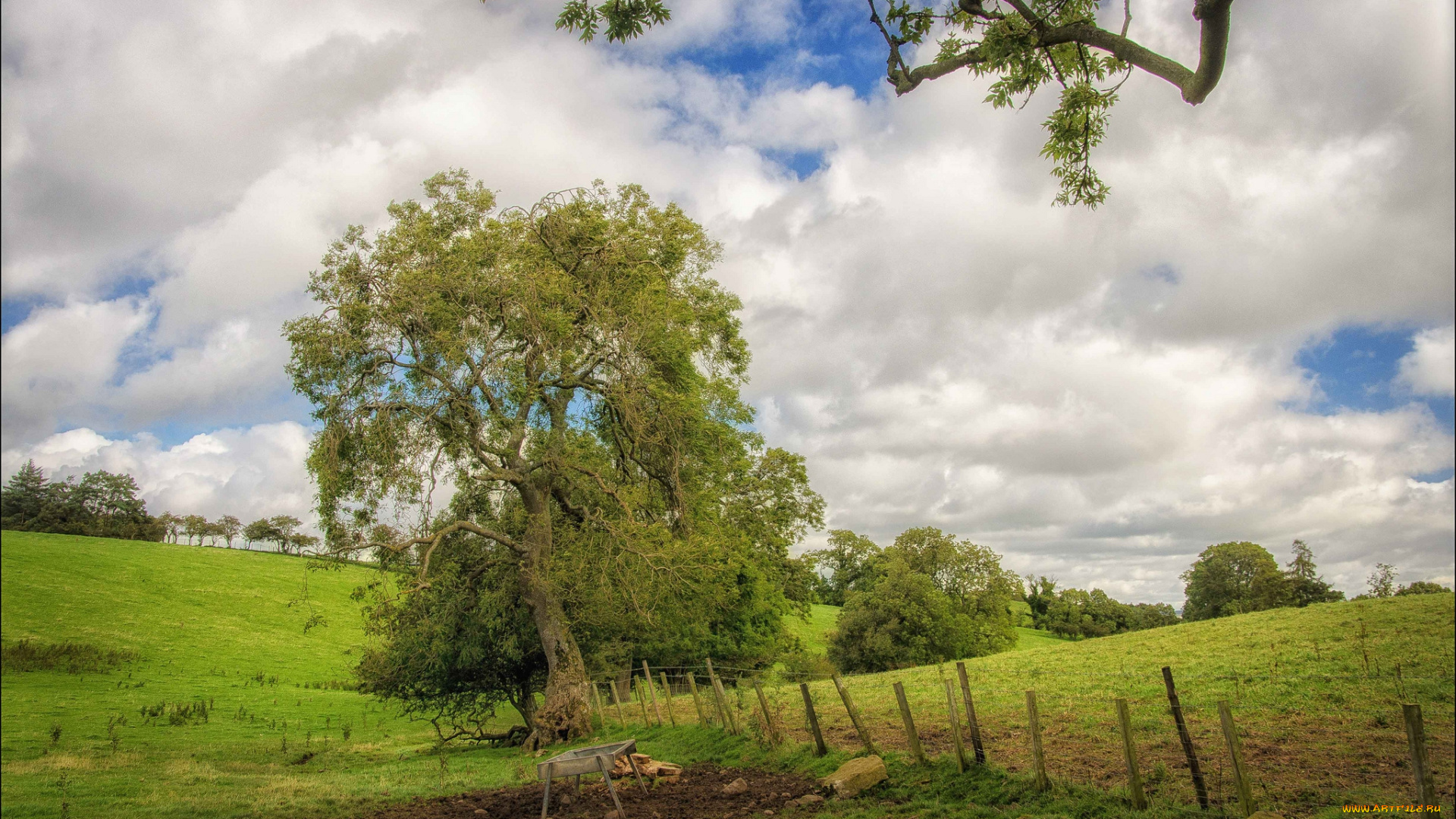 природа, деревья, поле, трава, изгородь, дерево