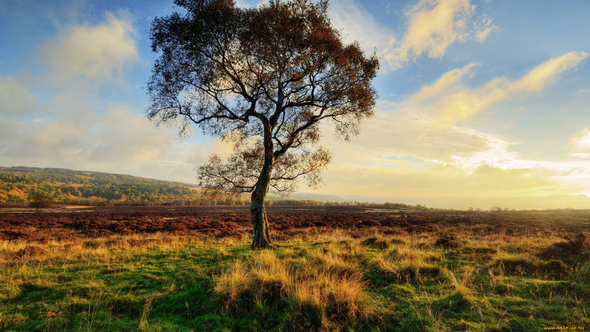 природа, деревья, трава, поле, облака, дерево