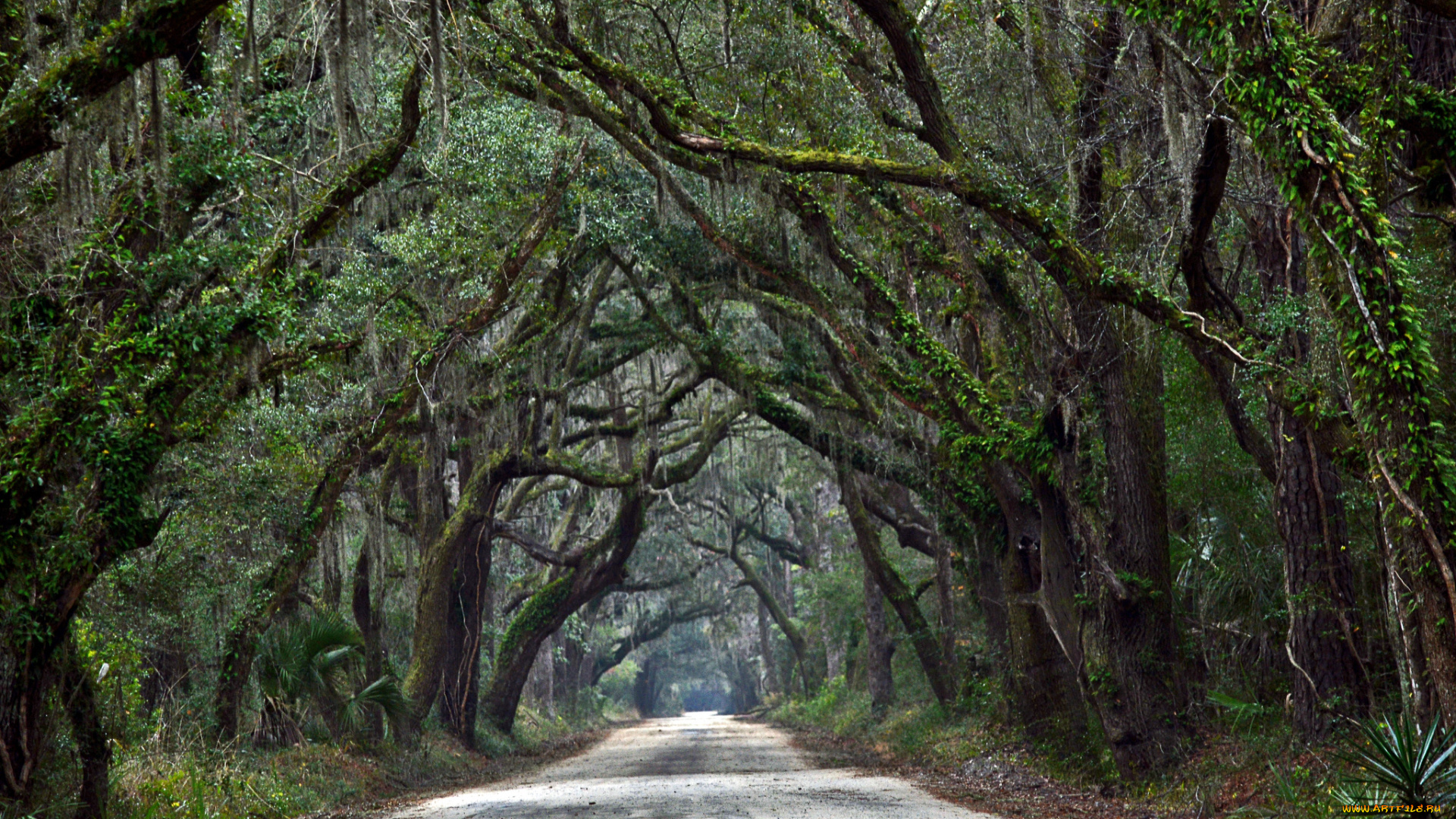 природа, дороги, лес, кроны, ветки, дорога