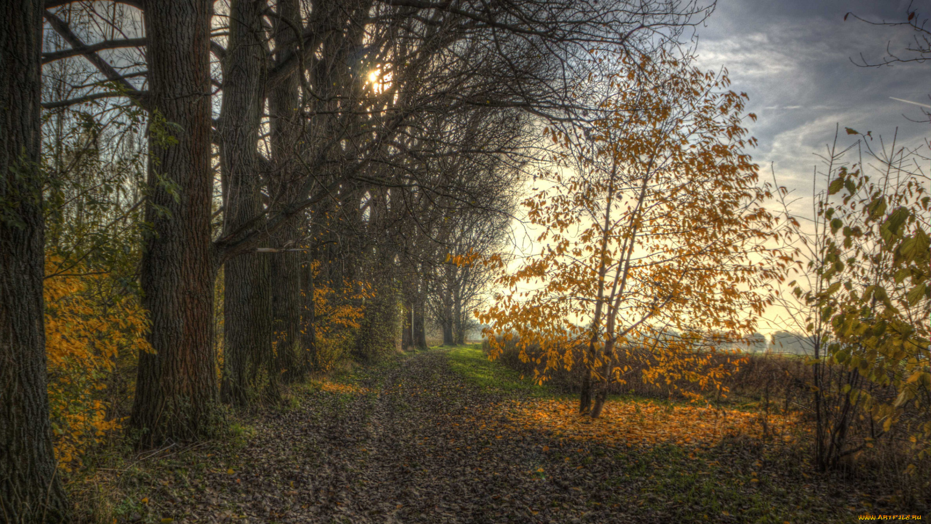 природа, дороги, поле, тропинка, лес, осень