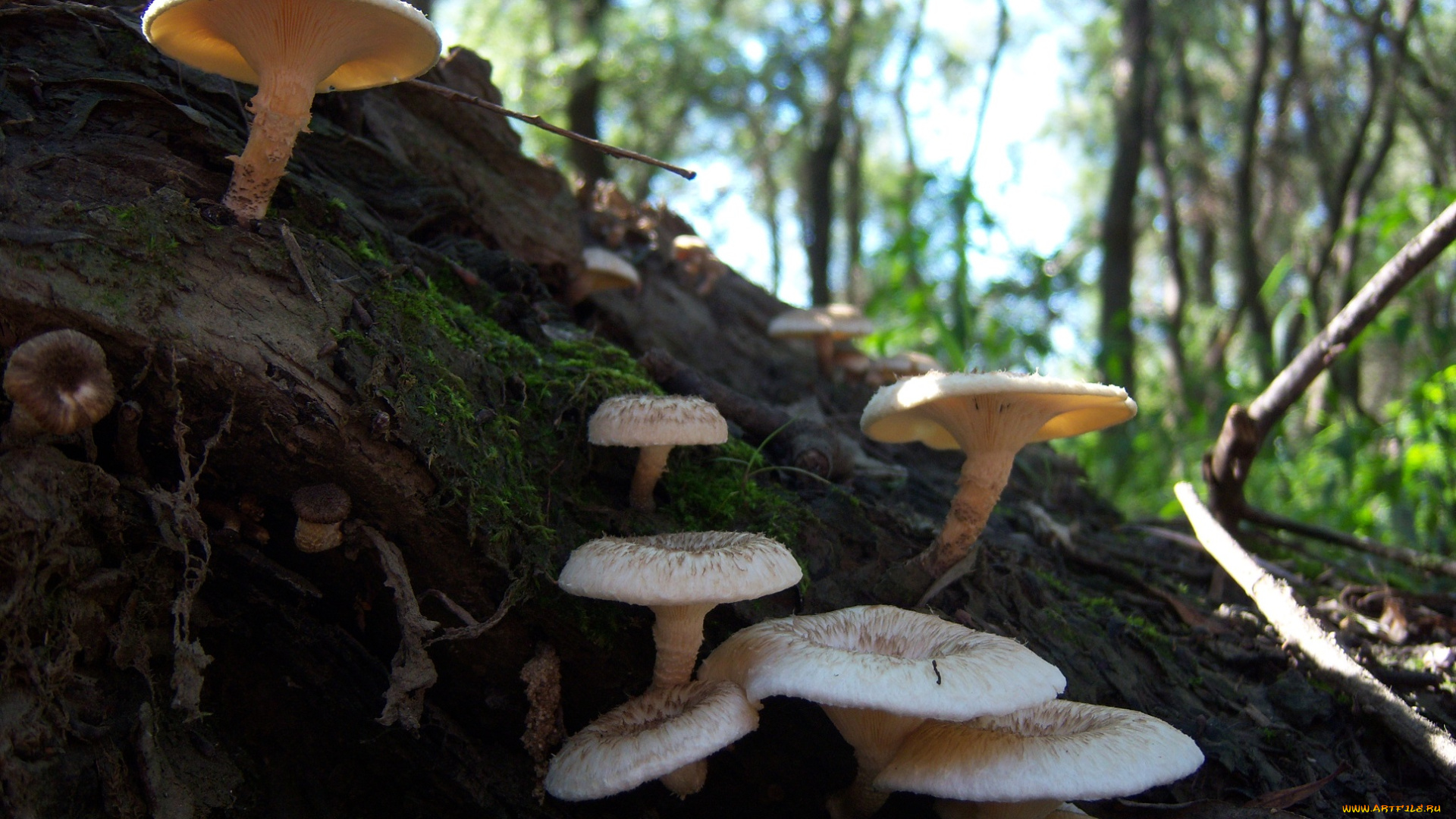 природа, грибы, белые