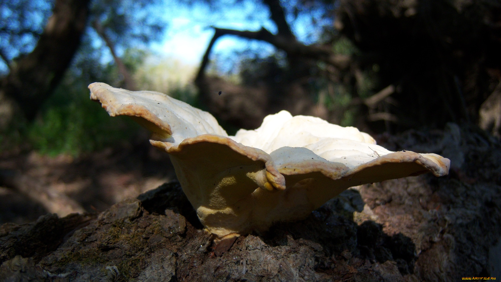 природа, грибы, пень, гриб